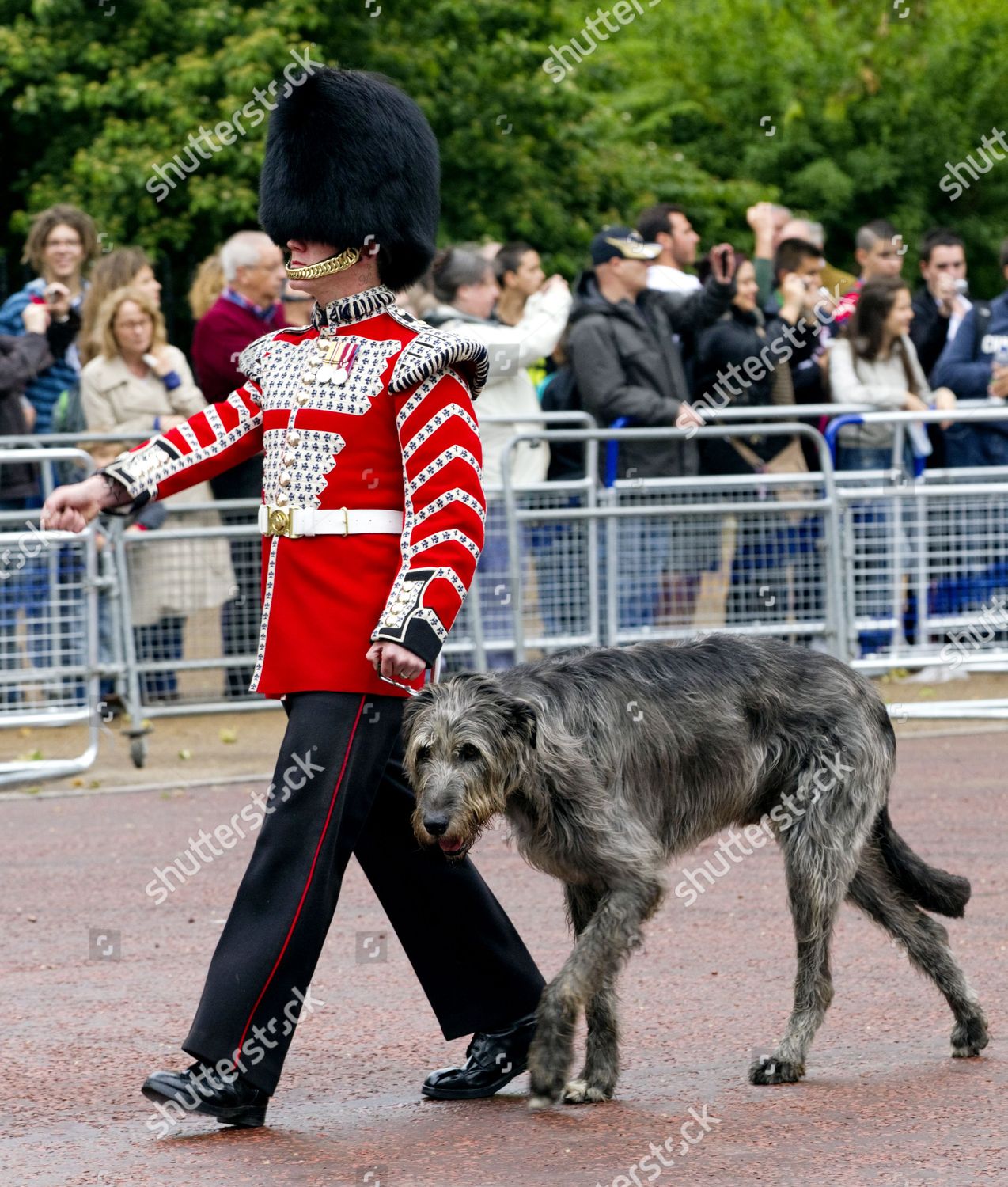 british wolfhound