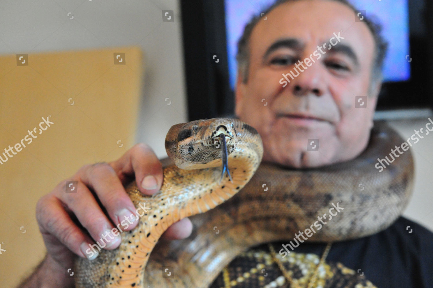 snake-catcher-holding-python-snake-around-editorial-stock-photo-stock