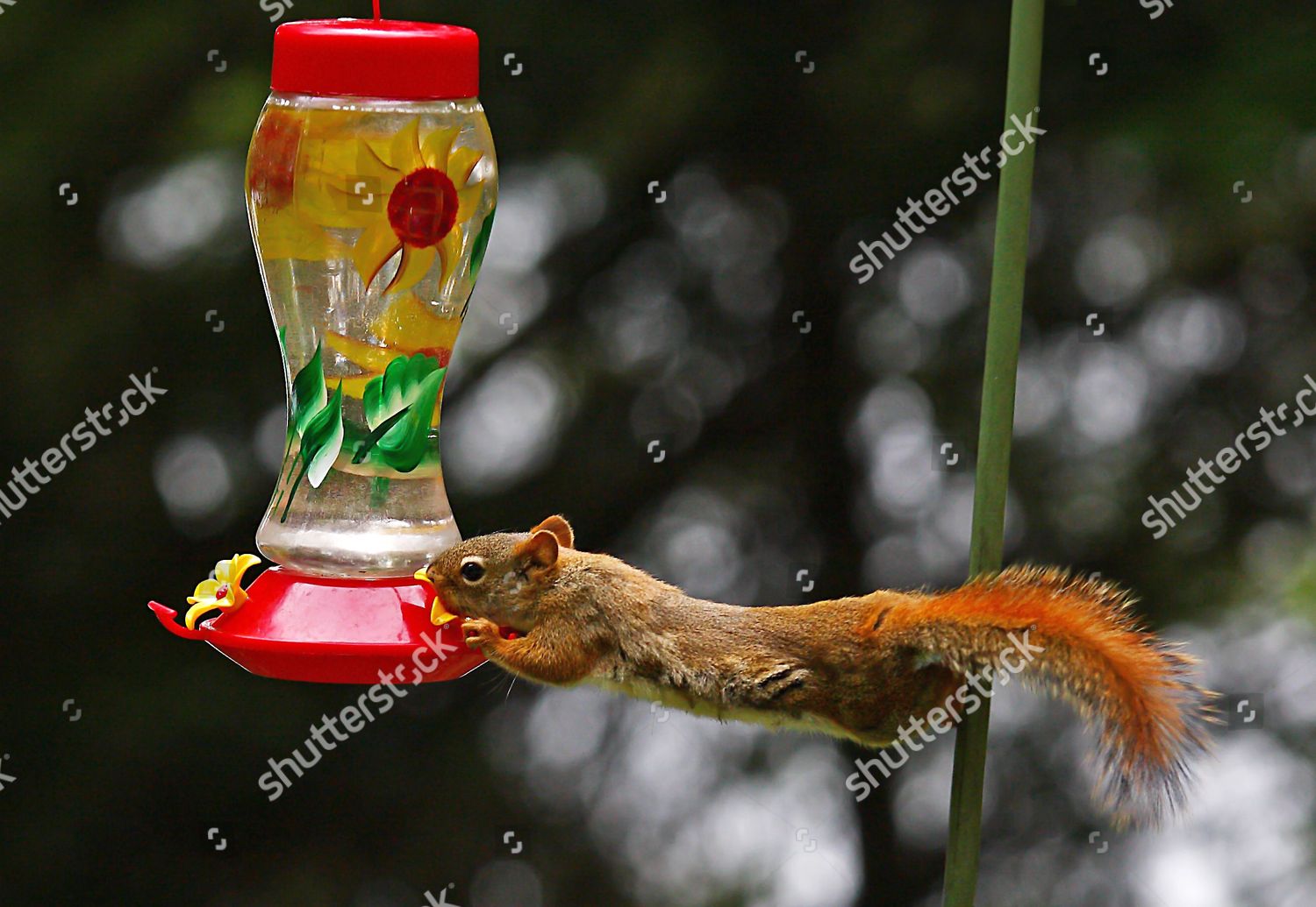 Squirrel Drinks Birdfeeder Editorial Stock Photo Stock Image