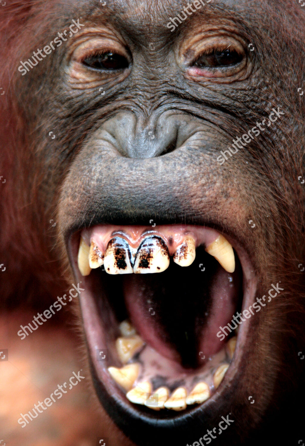 orangutan teeth