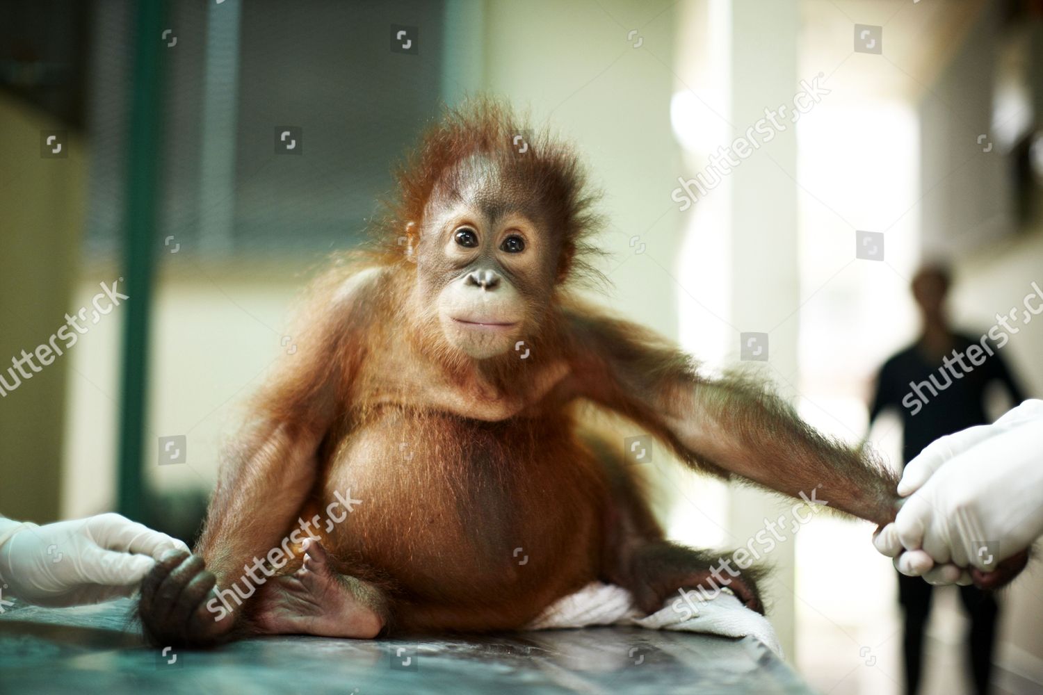 Orangutan Baby Kalabatu Editorial Stock Photo Stock Image Shutterstock