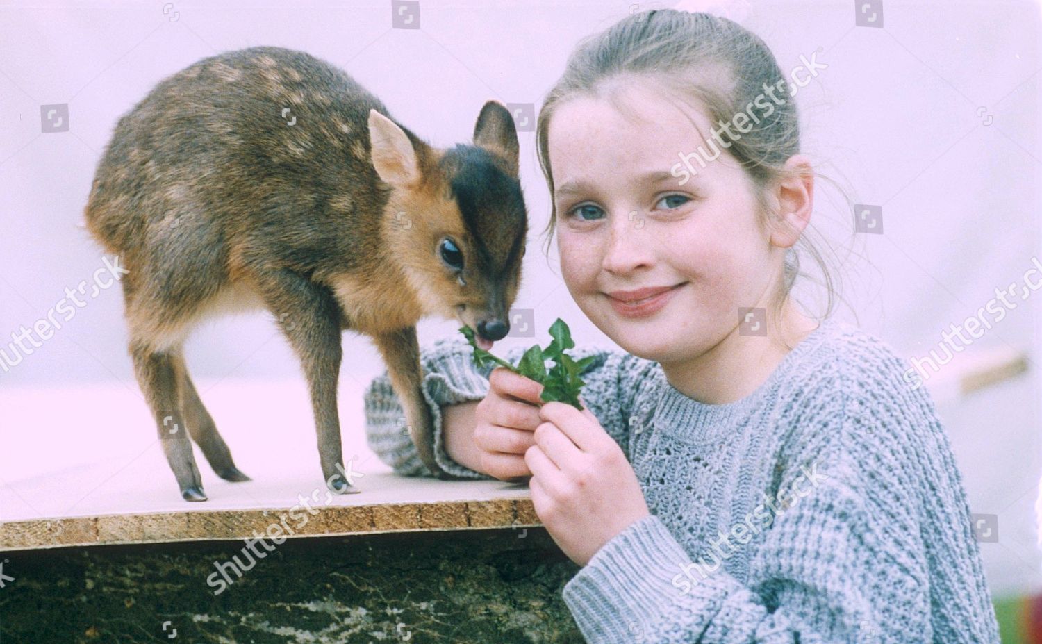 muntjac pet