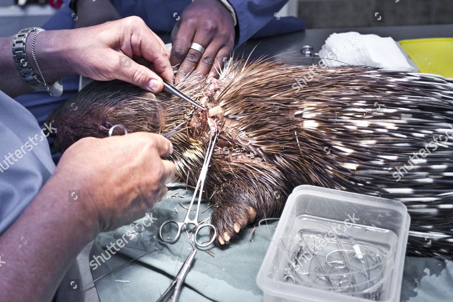 Pennetjies Porcupine During Surgery Stitch Wound Editorial Stock Photo ...