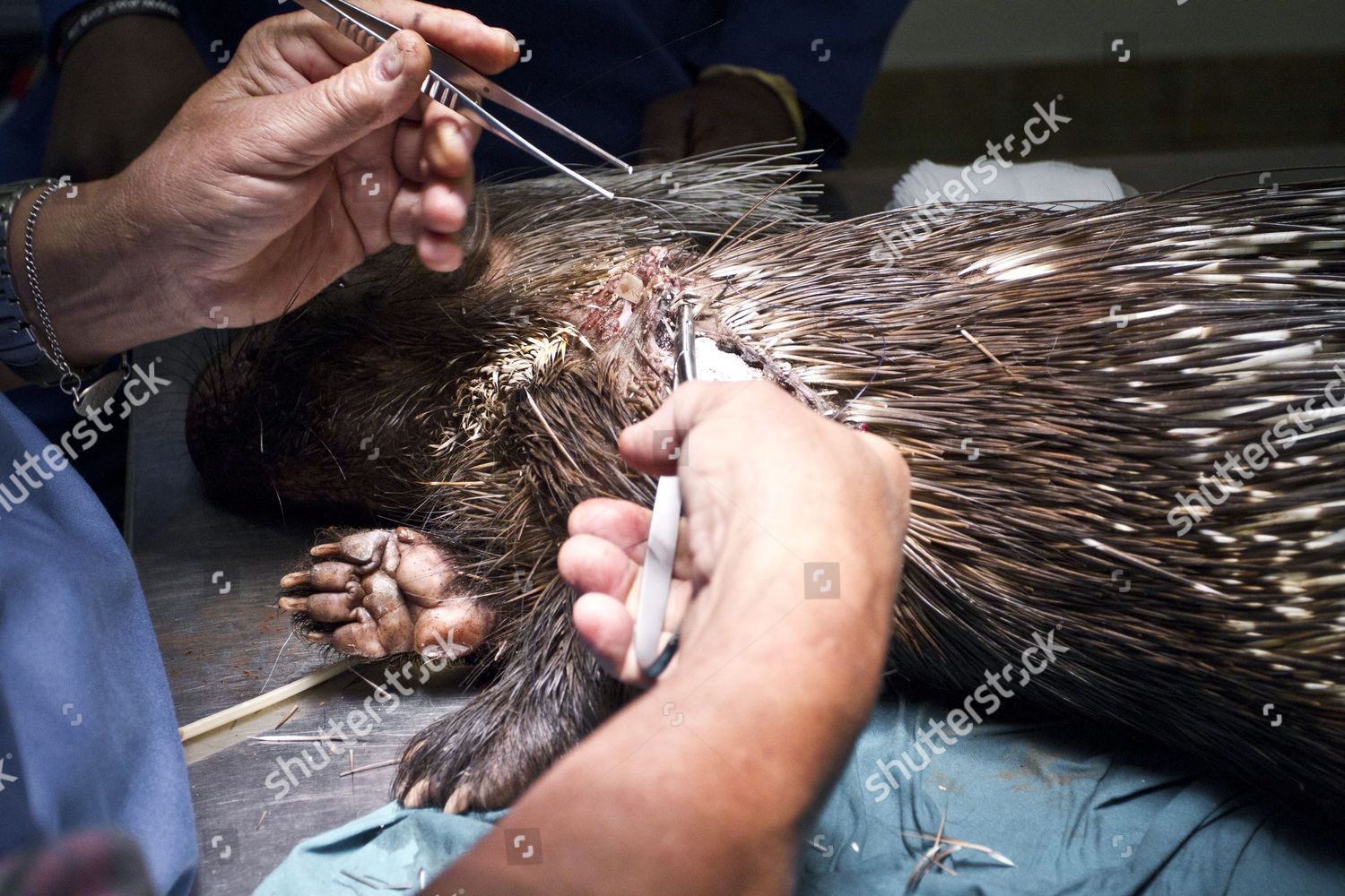 Pennetjies Porcupine During Surgery Stitch Wound Editorial Stock Photo ...