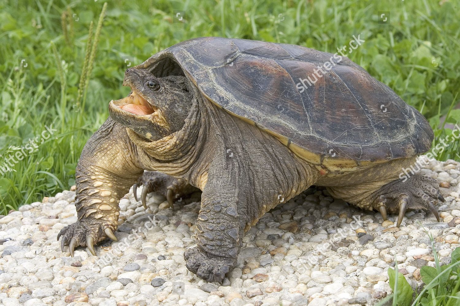 Snapping Turtle Chelydra Serpentina Editorial Stock Photo - Stock Image ...