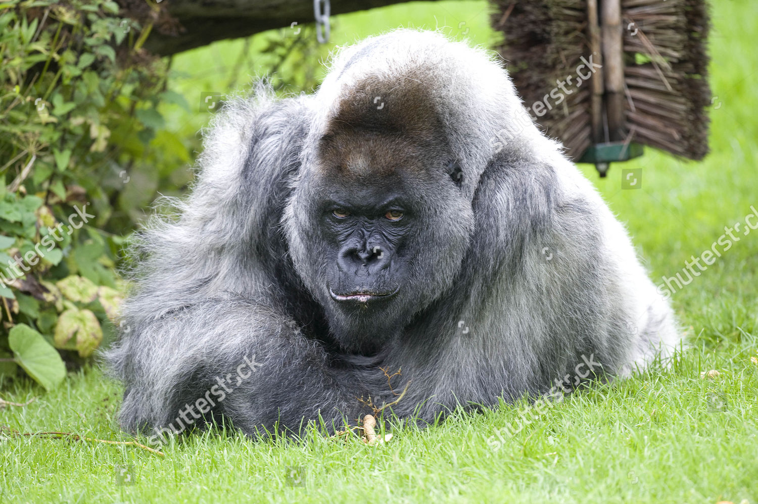longleat safari park silverback gorilla