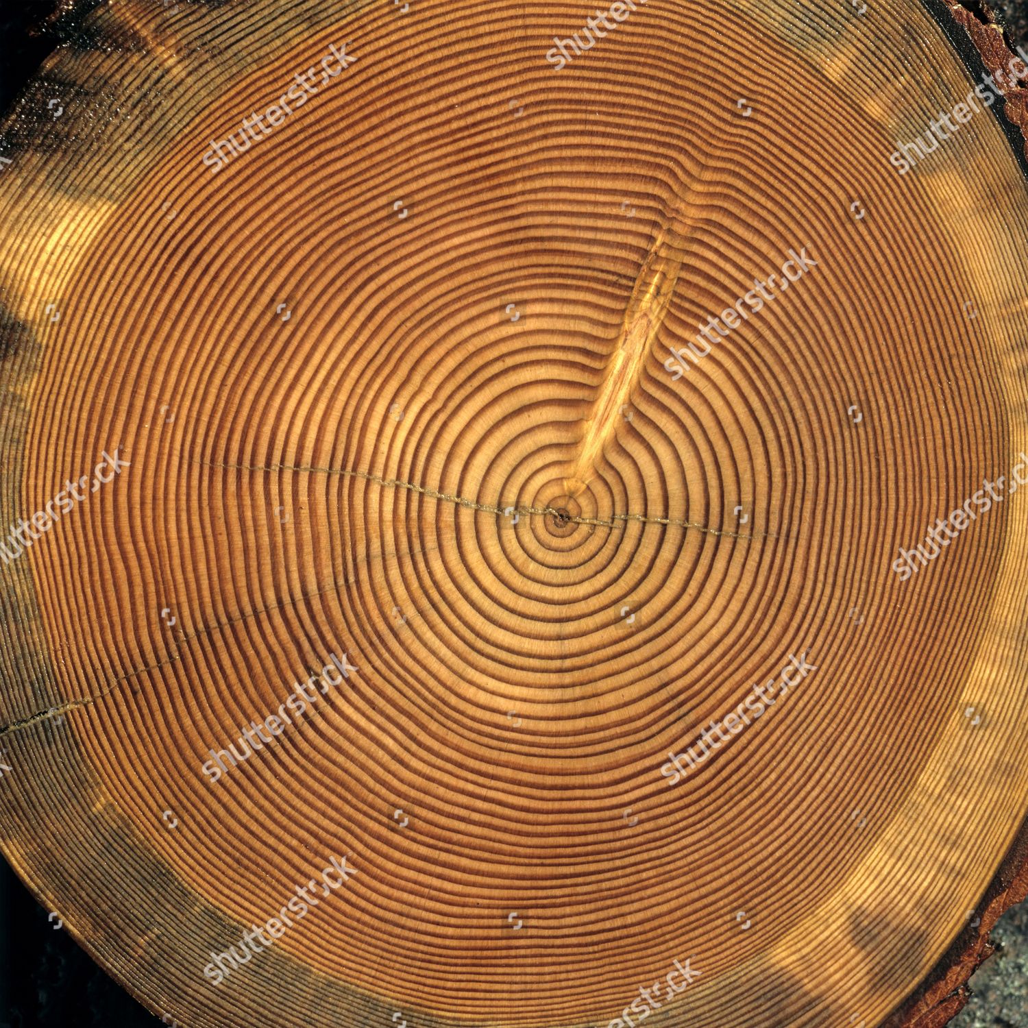 Tree Trunk Crosssection Tree Rings Editorial Stock Photo - Stock Image ...