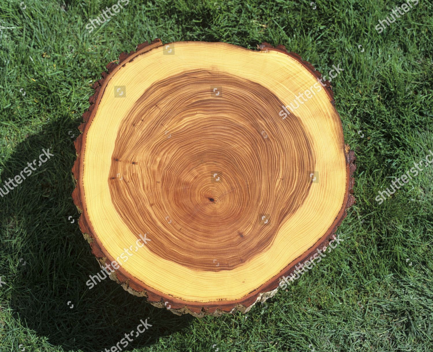 Tree Trunk Crosssection Tree Rings Editorial Stock Photo - Stock Image ...