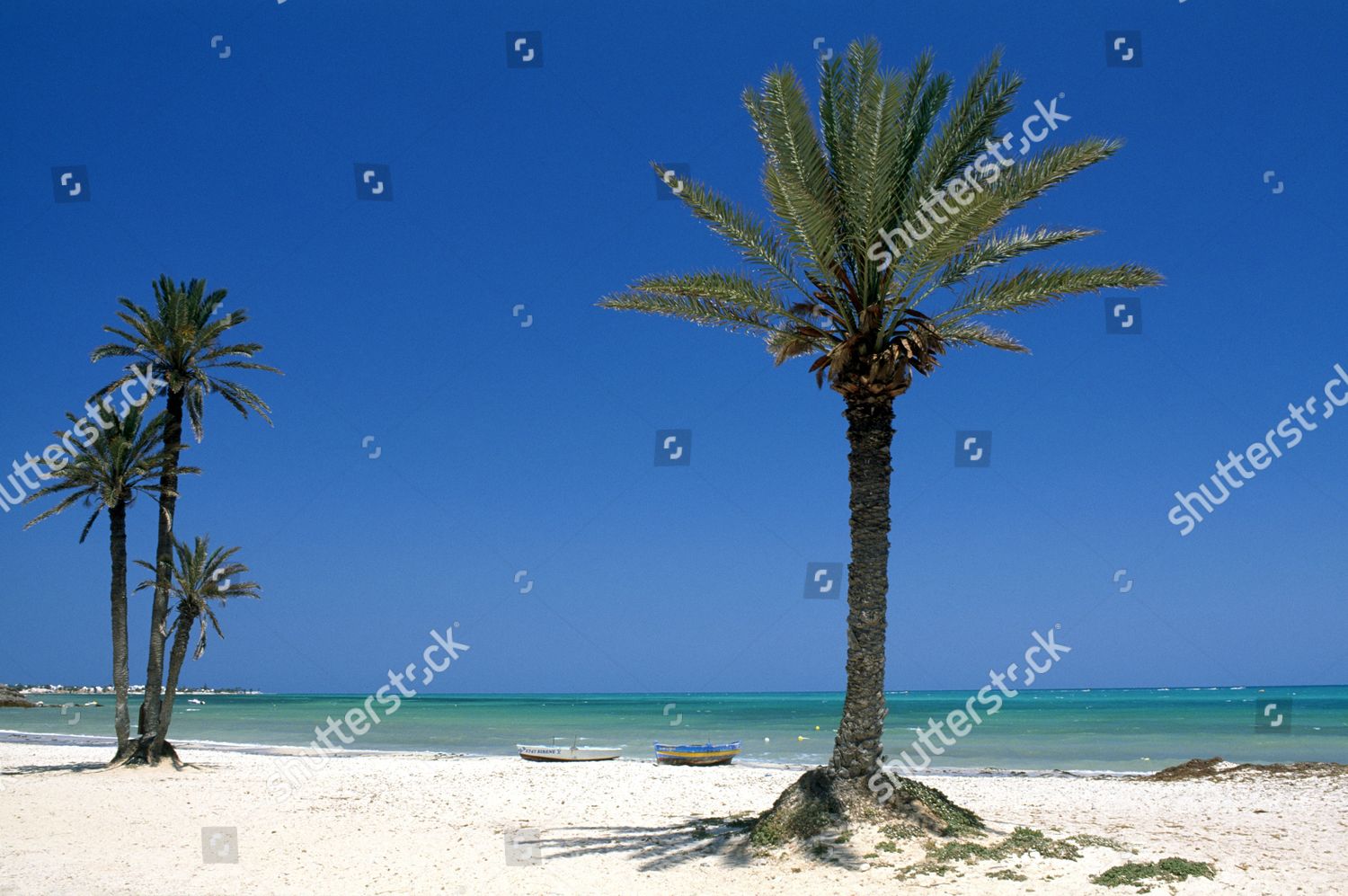 Пляж Джербы с пальмами