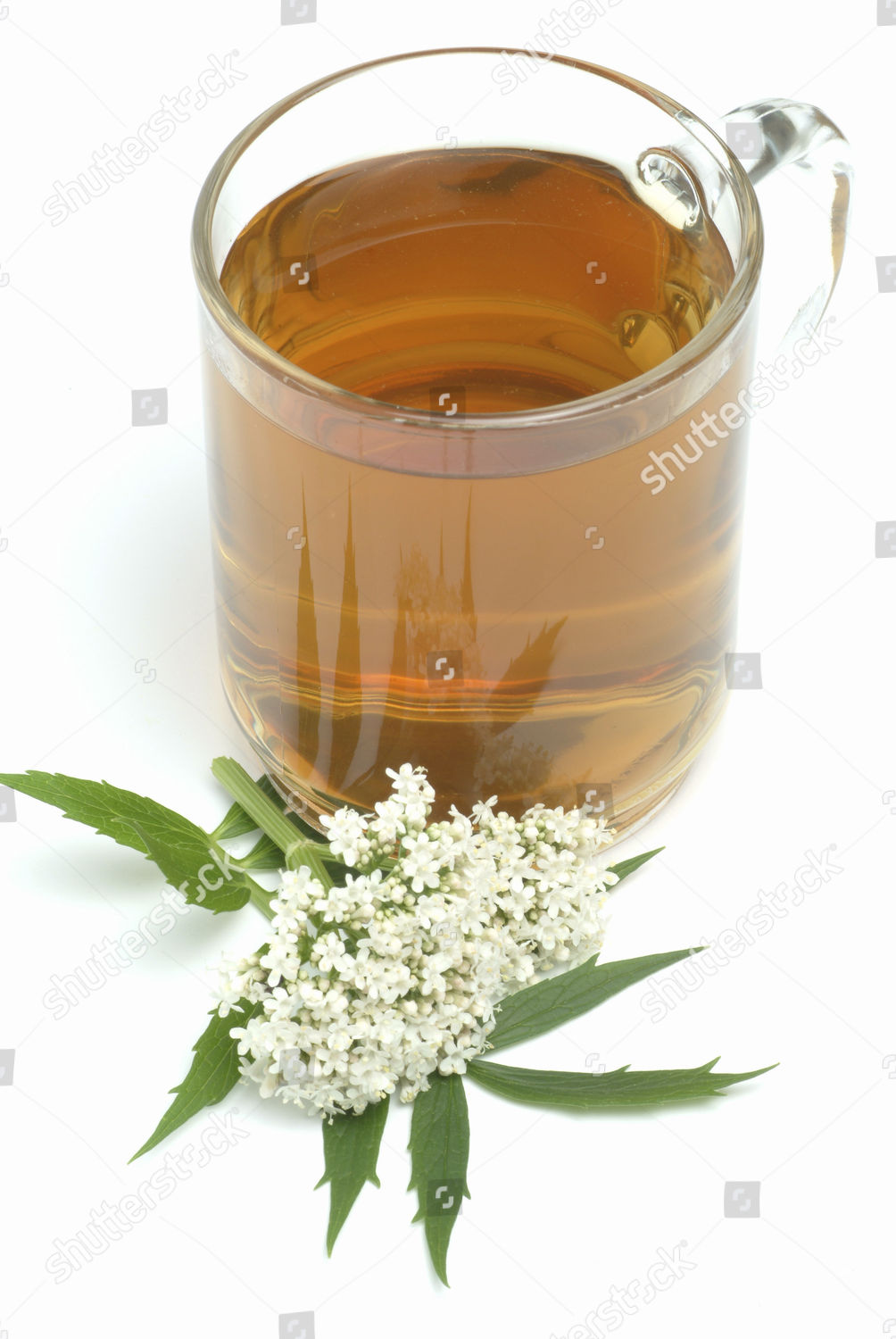 Valerian Valeriana Officinalis Herbal Tea Calming Editorial Stock Photo ...