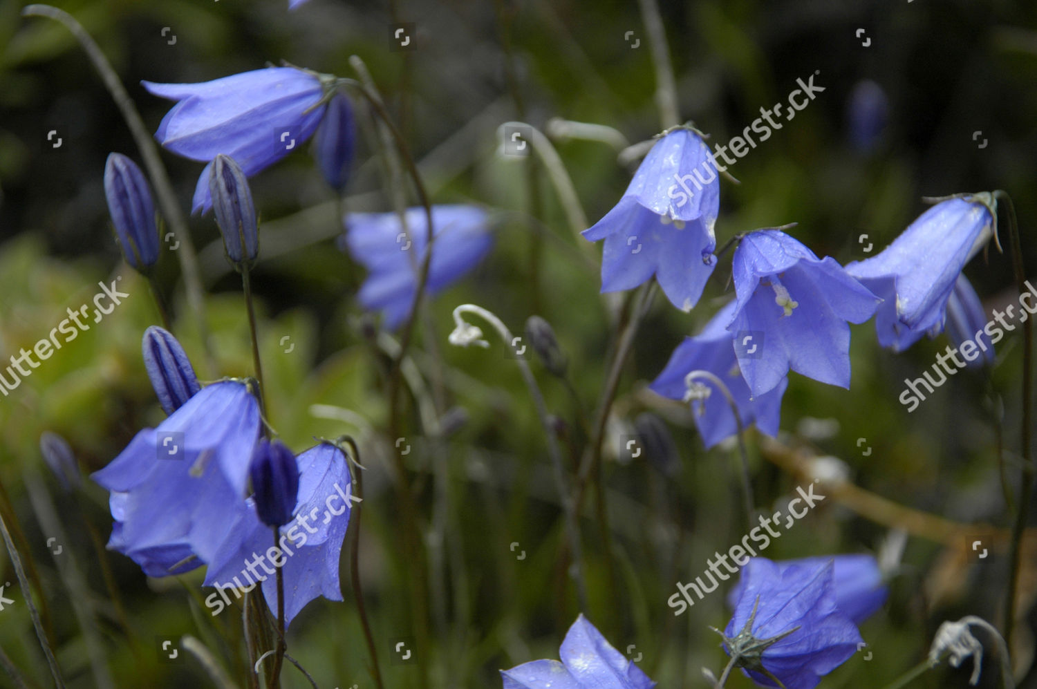 Common Harebell Campanula Gieseckiana Campanula Rotundifolia Editorial ...