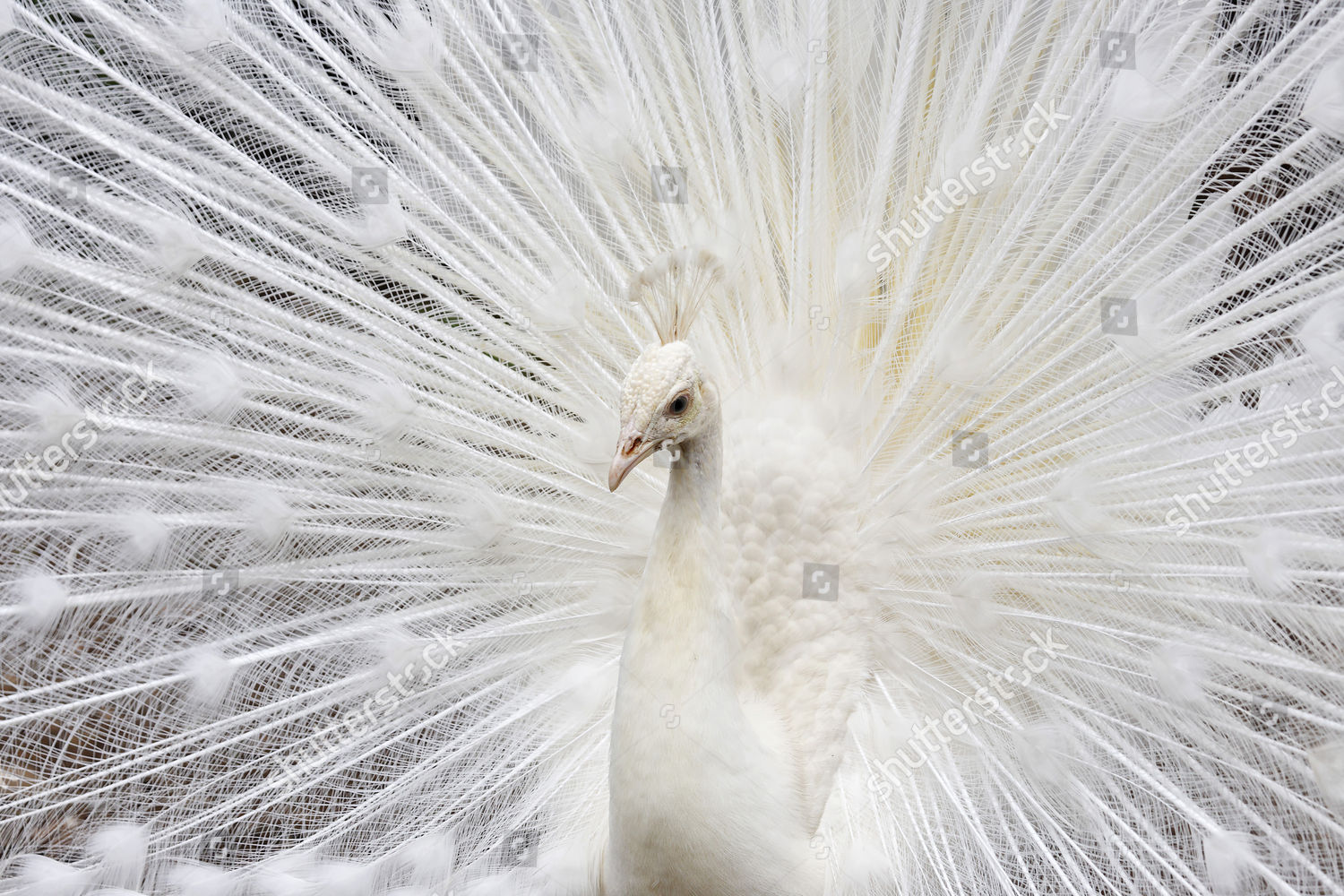 White Peacock Peafowl Recessive Mutation Blue Editorial Stock Photo ...