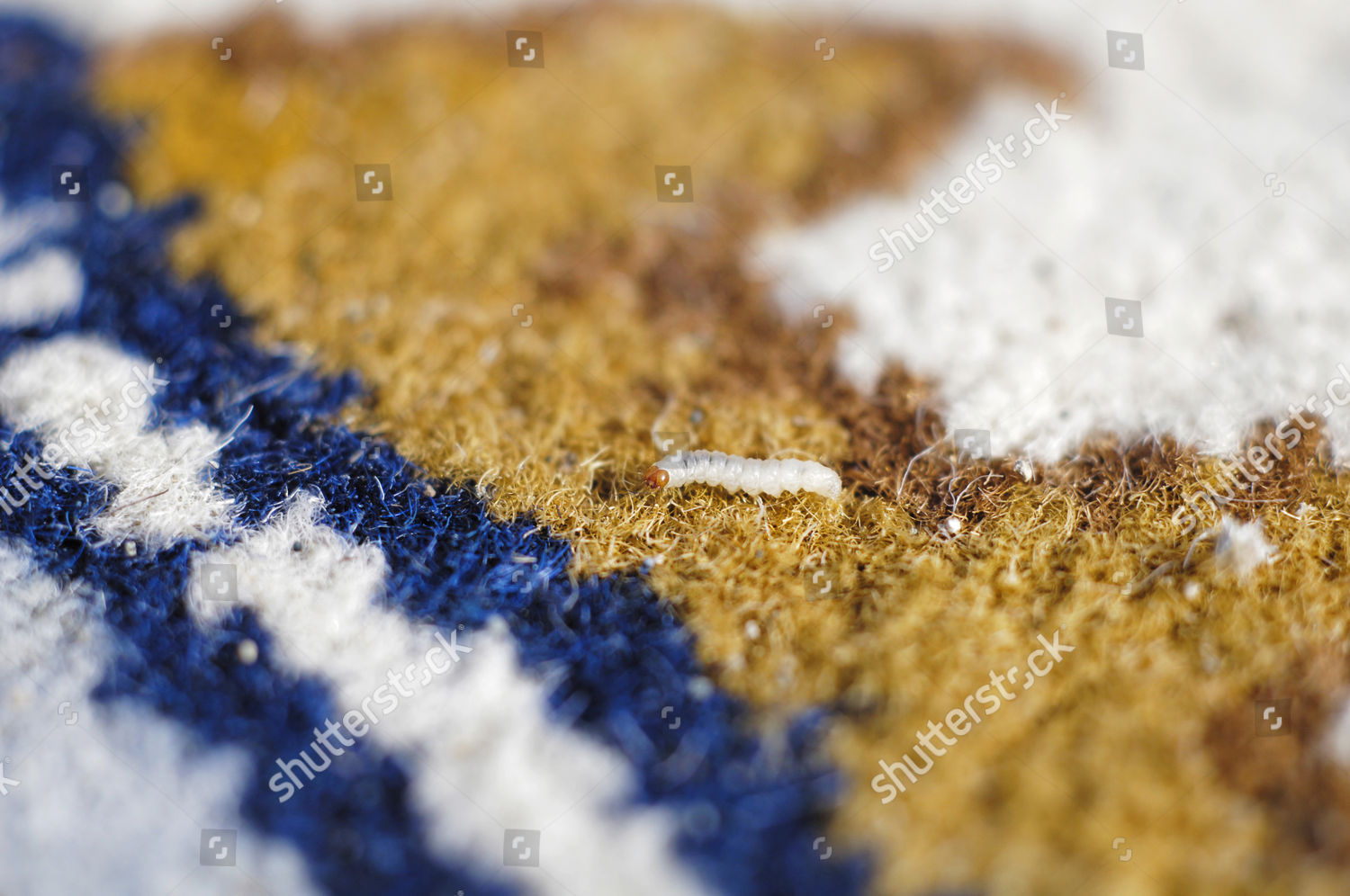 Larva Clothing Moth Tineola Bisselliella Eating Editorial Stock Photo ...