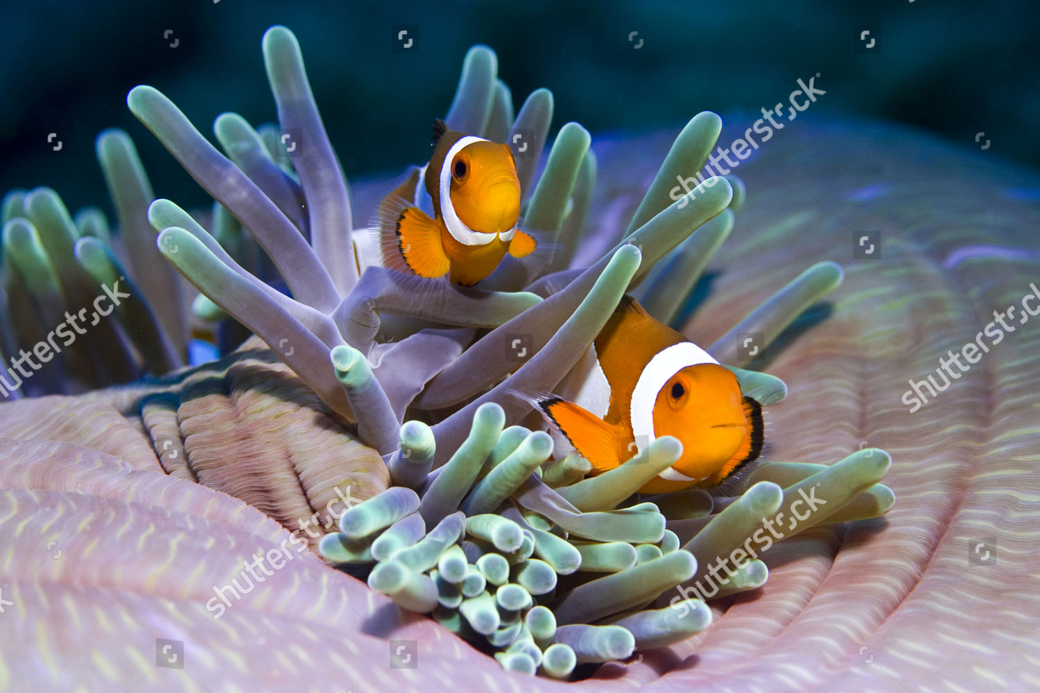 False Anemonefish Clownfish Amphiprion Ocellaris のエディトリアルストック写真 ストック画像 Shutterstock False Anemonefish Clownfish Amphiprion Ocellaris のエディトリアルストック写真 ストック画像 Shutterstock