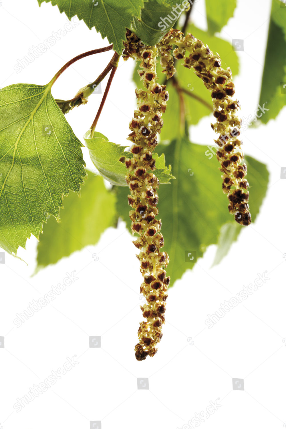 Birch Pollen Editorial Stock Photo Stock Image Shutterstock
