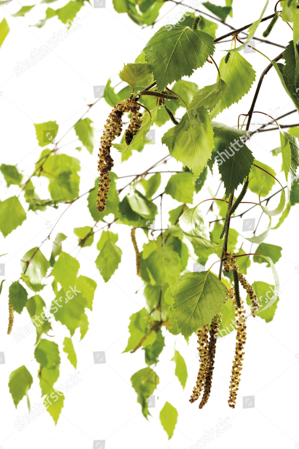 Birch Pollen Editorial Stock Photo Stock Image Shutterstock