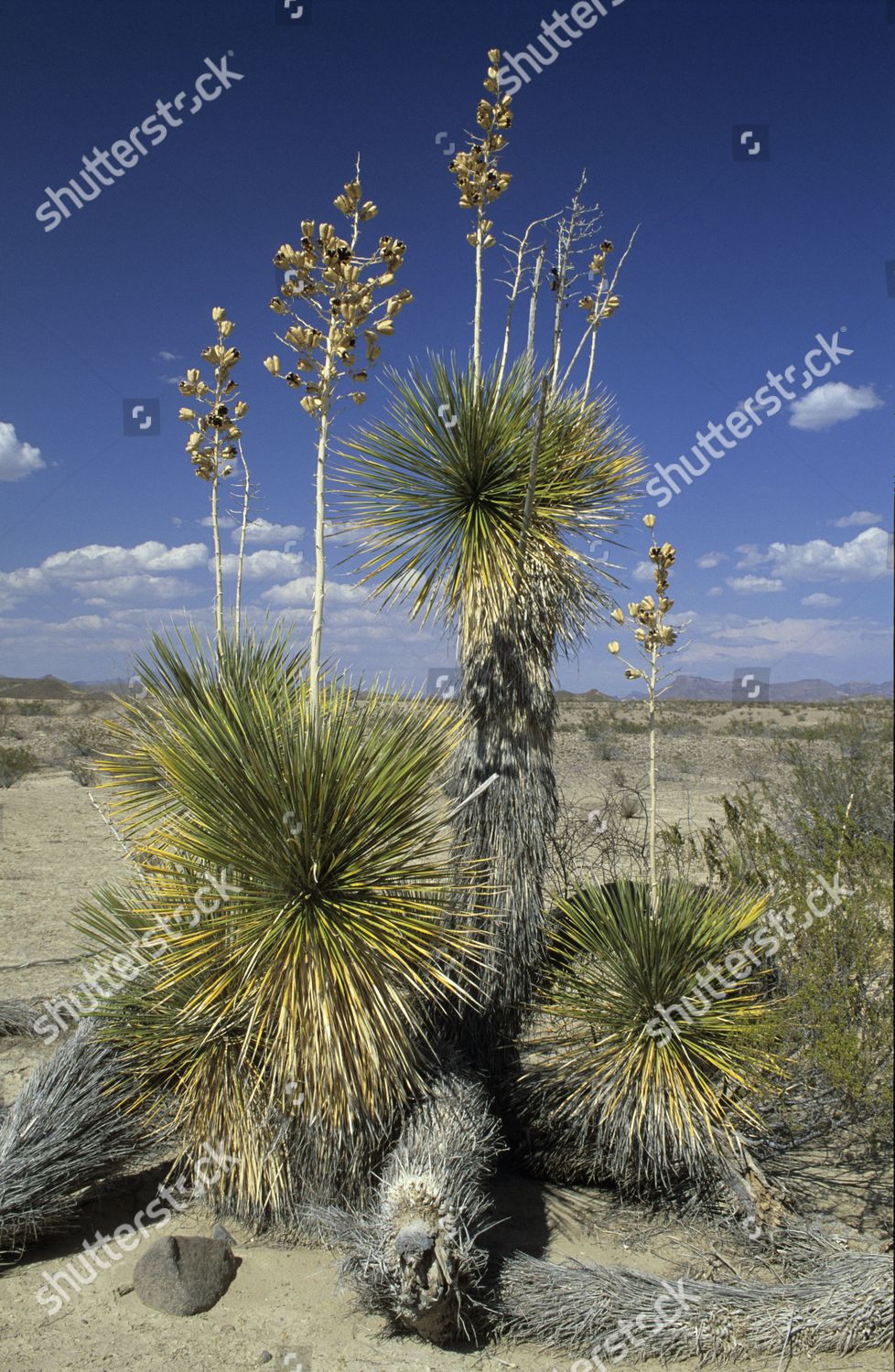 Image 12