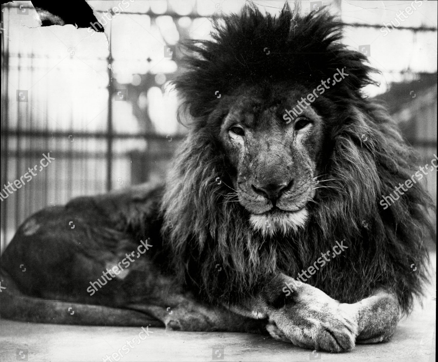 Simba African Lion His Face Smeared Black のエディトリアルストック写真 ストック画像 Shutterstock