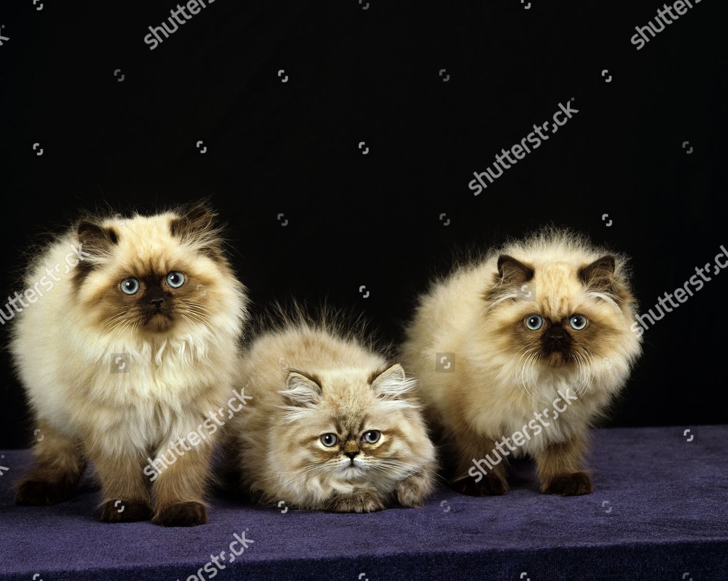 Colourpoint Persian Domestic Cat Adults Kitten Standing Editorial Stock Photo Stock Image Shutterstock