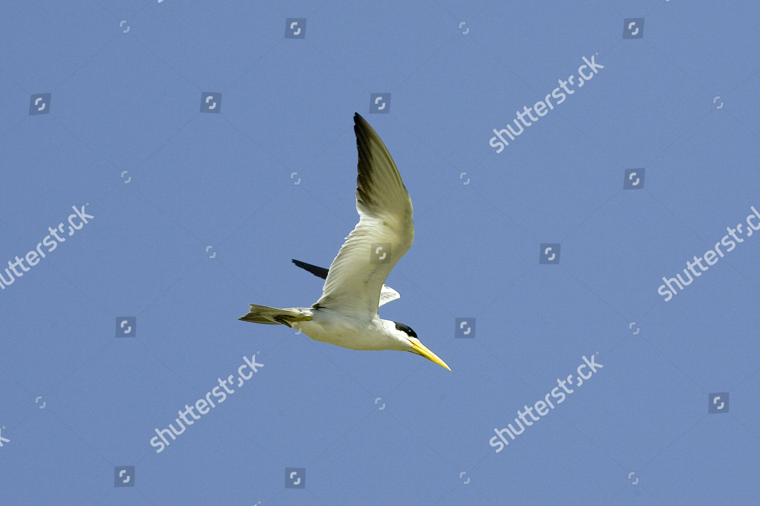 Largebilled Tern Phaetusa Simplex Adult Flight Editorial Stock Photo ...