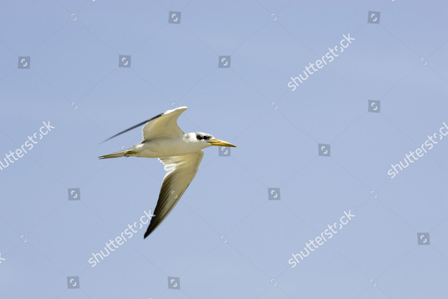 Largebilled Tern Phaetusa Simplex Adult Flight Editorial Stock Photo ...