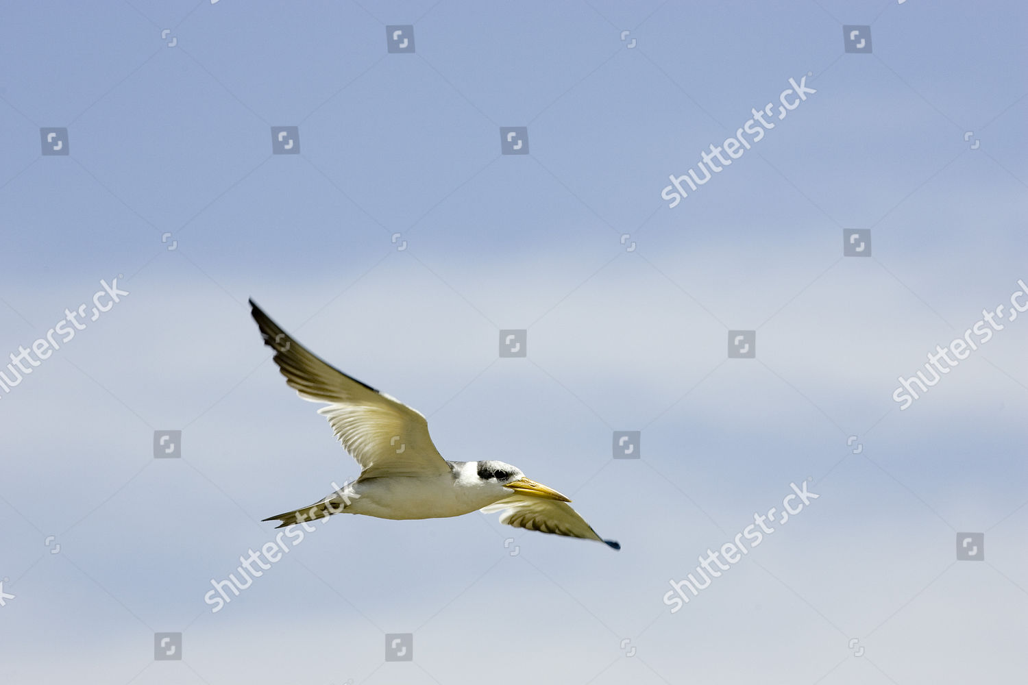 Largebilled Tern Phaetusa Simplex Adult Flight Editorial Stock Photo ...