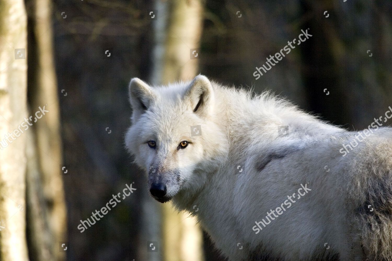 Arctic Wolf Canis Lupus Tundrarum Adult Editorial Stock Photo Stock Image Shutterstock