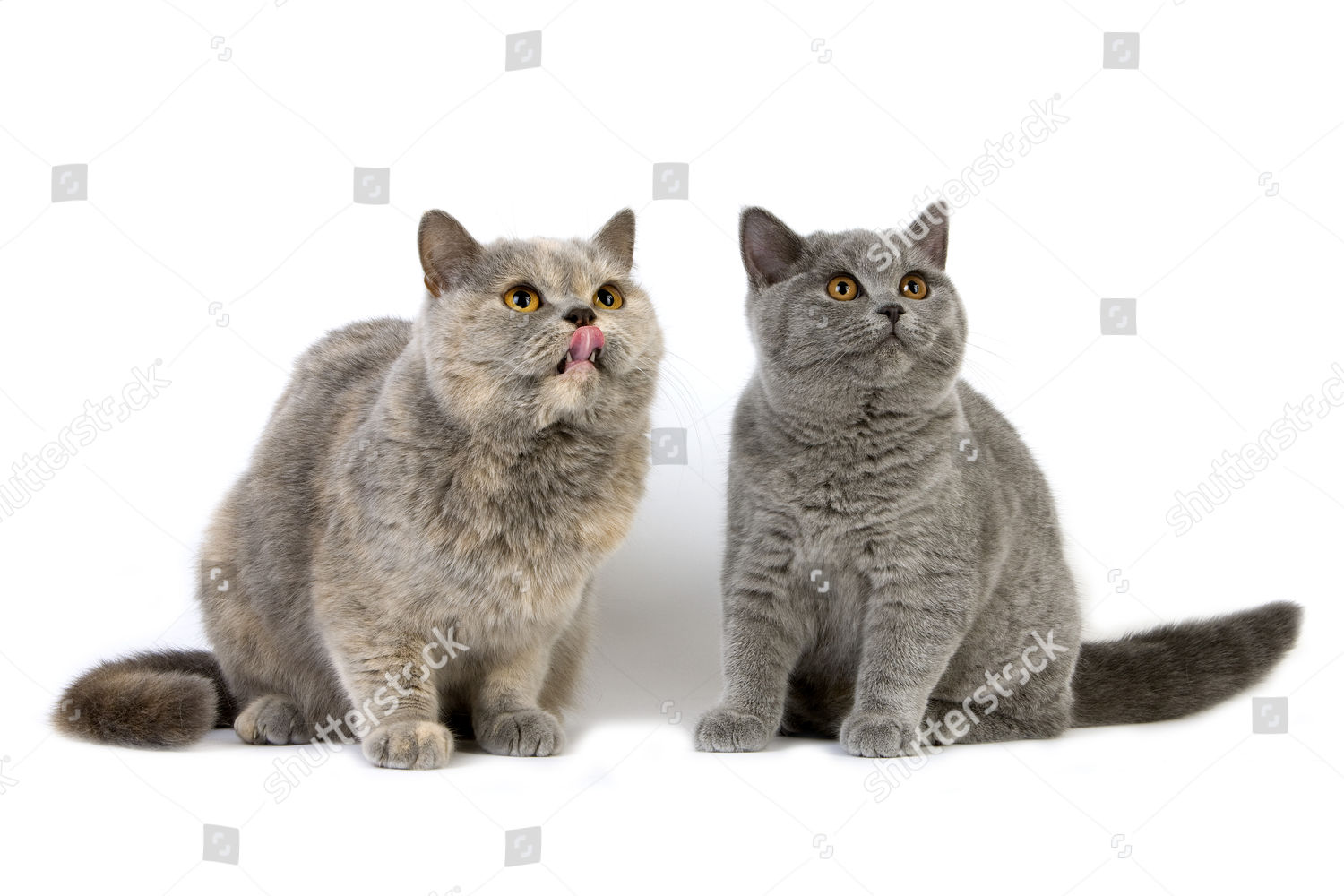 Blue Cream British Shorthair Female Kitten Blue Editorial Stock