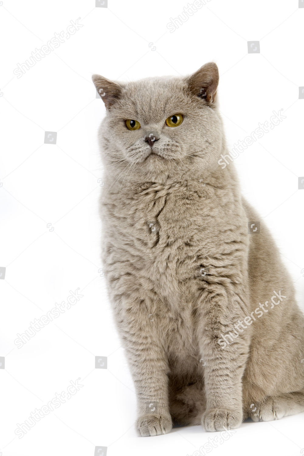 Lilac British Shorthair Domestic Cat Male Editorial Stock Photo