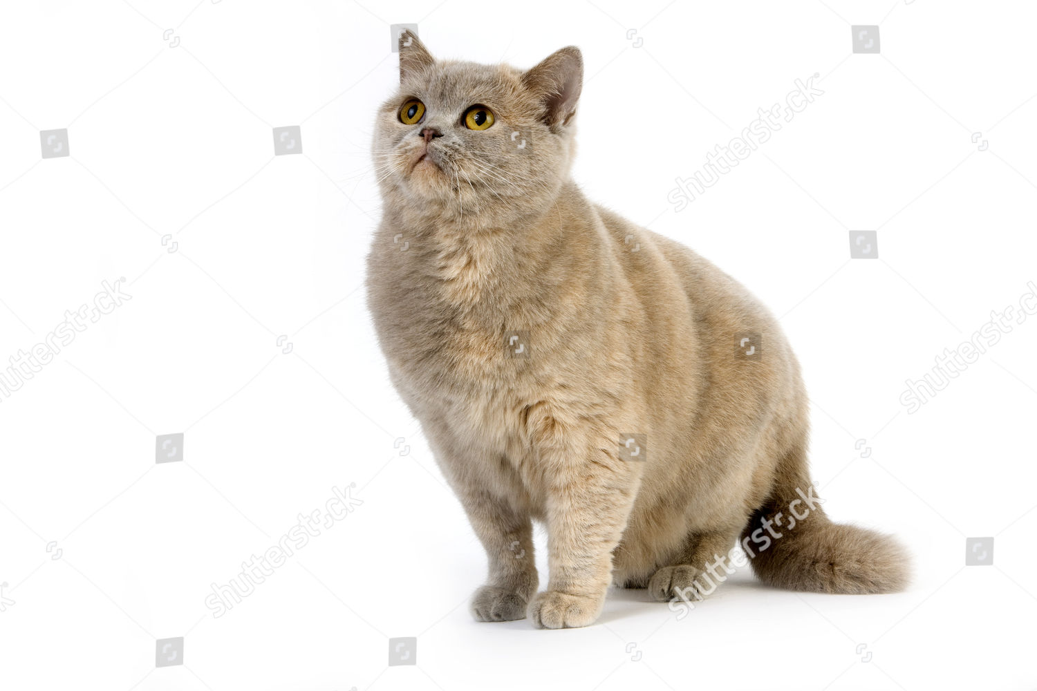 Lilac Cream British Shorthair Domestic Cat Female Editorial Stock