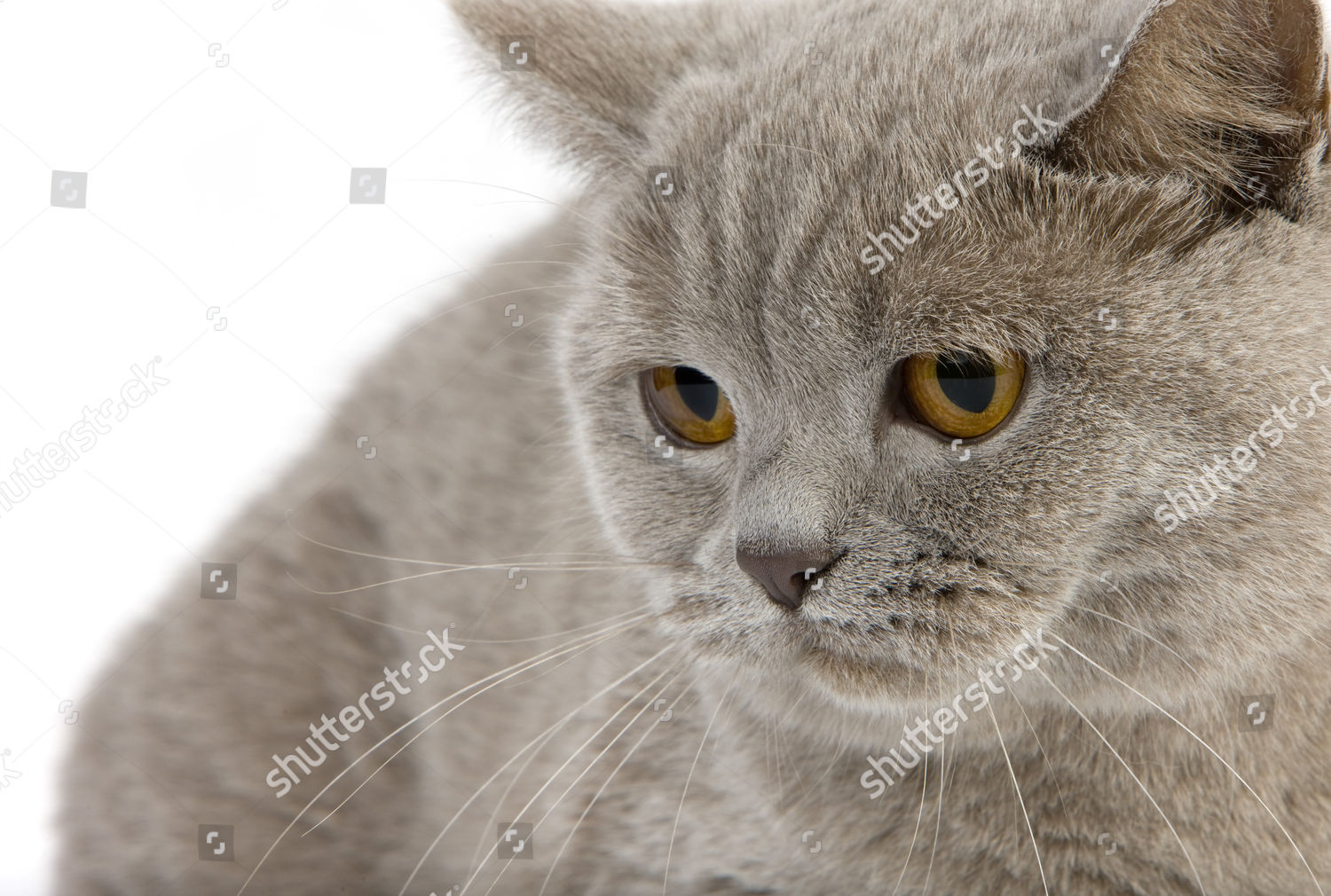 Lilac British Shorthair Domestic Cat Female Editorial Stock Photo