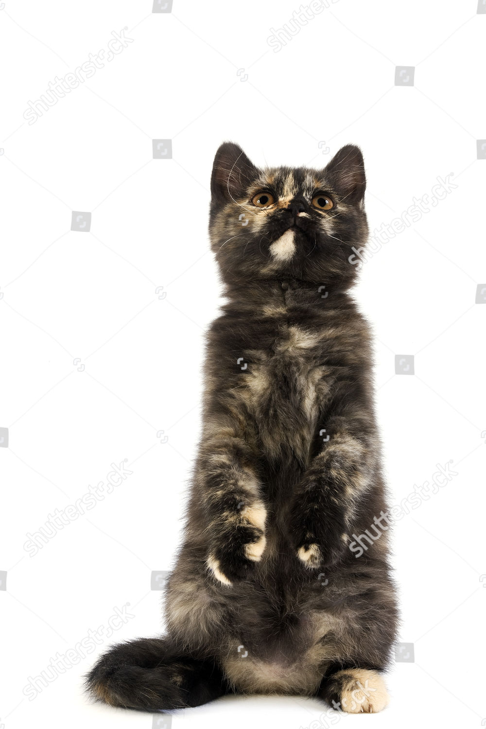 Black Tortoiseshell British Shorthair Domestic Cat 2 Editorial