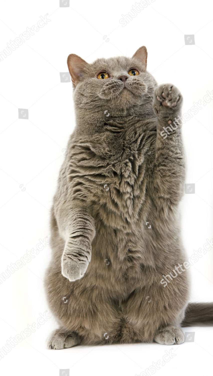 Lilac Self British Shorthair Domestic Cat Female Editorial Stock