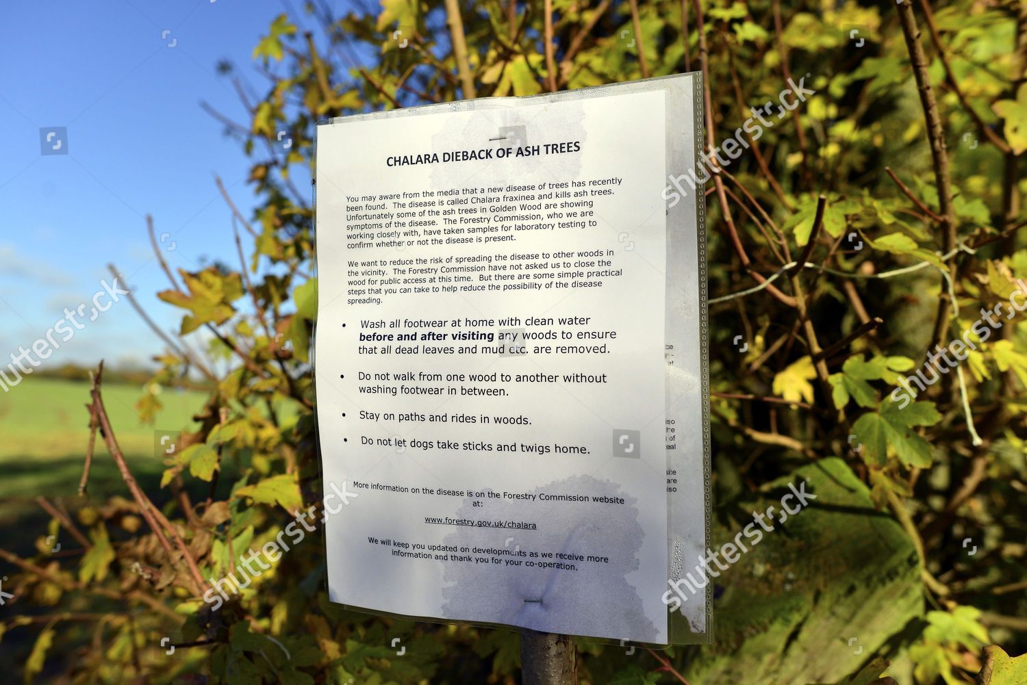 Sign Warning Walkers Disease Trees Infected Editorial Stock Photo