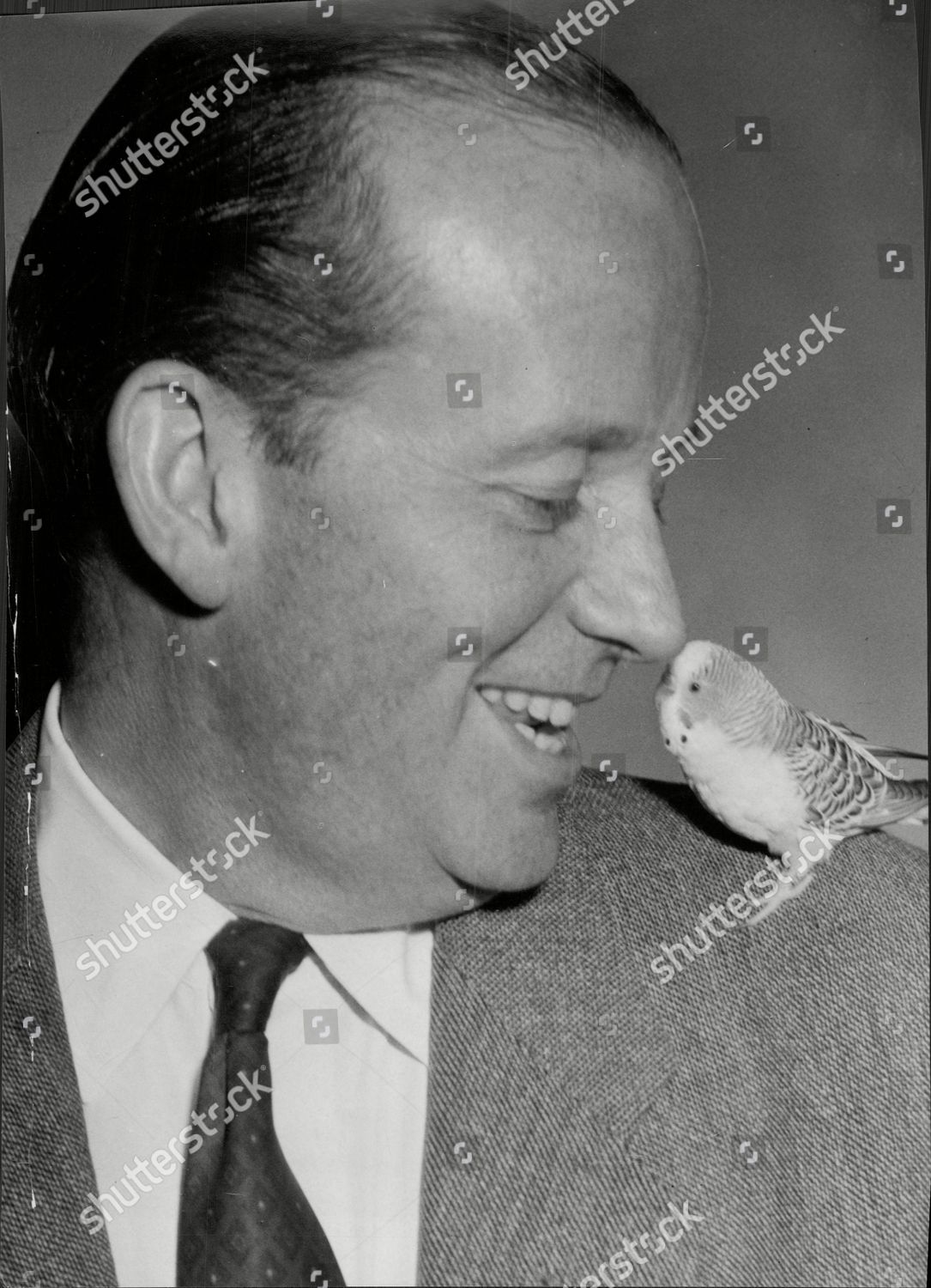 Actor Frank Lawton Budgerigar Peta On Editorial Stock Photo - Stock ...