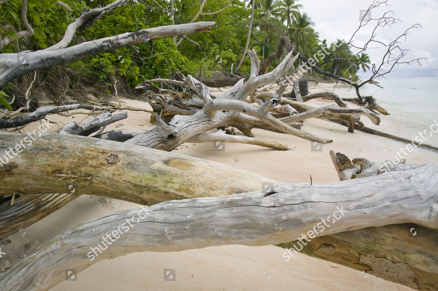 Trees Knocked Down By Undercutting Coastal Editorial Stock Photo