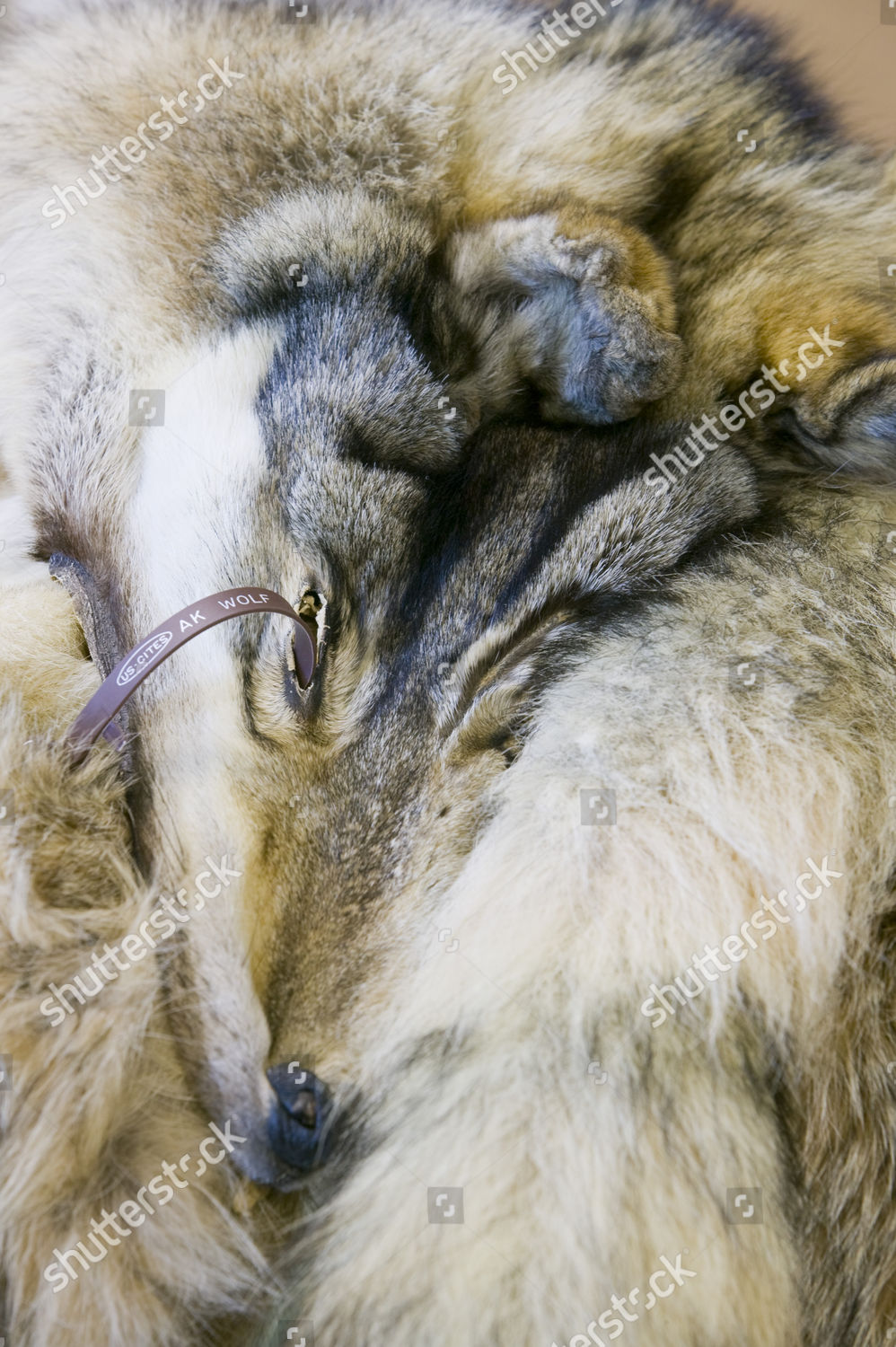 Wolf Pelt Tannery Shishmaref Tiny Island Editorial Stock Photo Stock