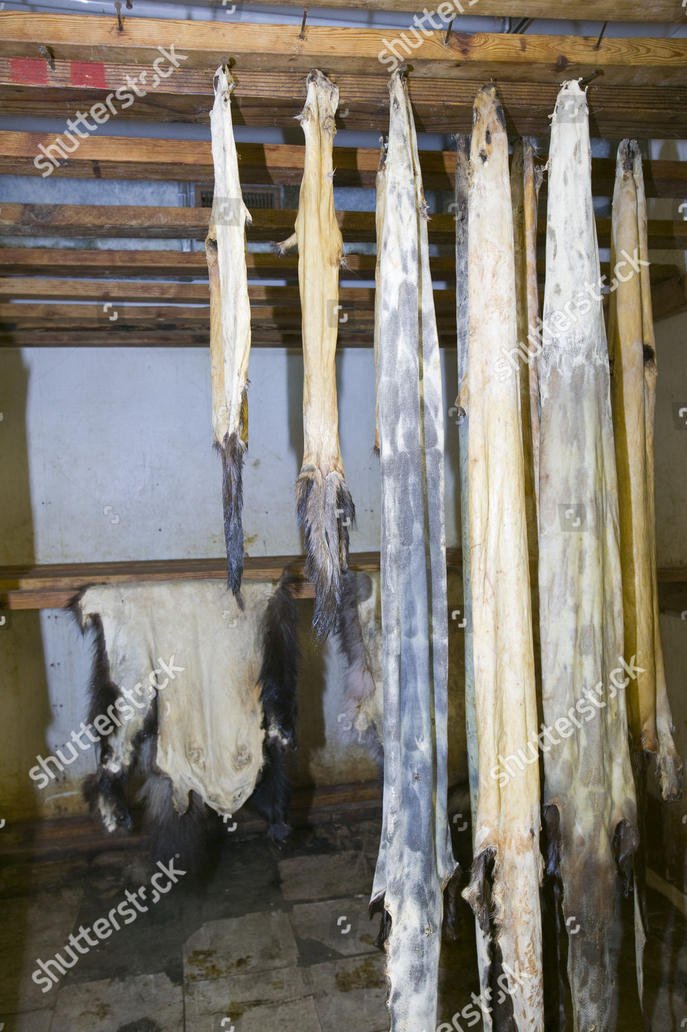 Muskrat Otter Skins Tannery Shishmaref Tiny Editorial Stock Photo
