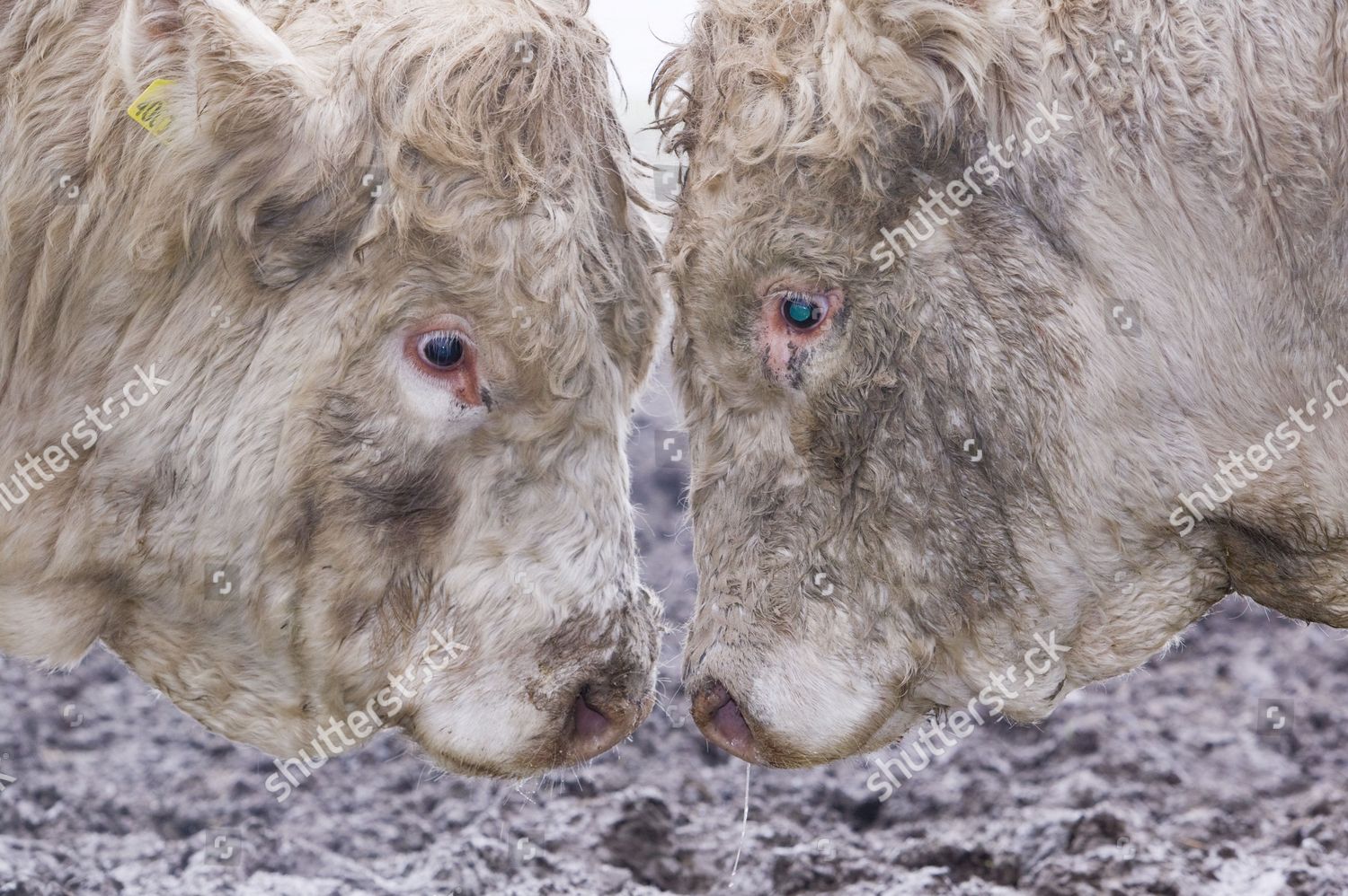 Two Giant Bulls Size Each Other Editorial Stock Photo - Stock Image