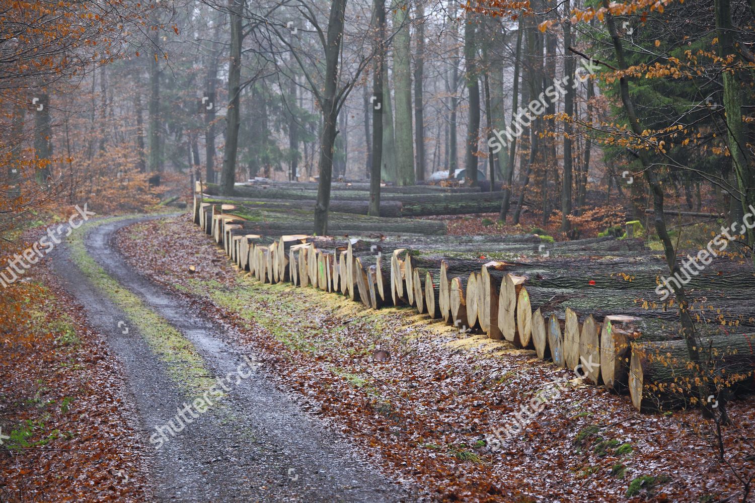 Valuable Oak Trunks Oak Veneer Lying Editorial Stock Photo Stock