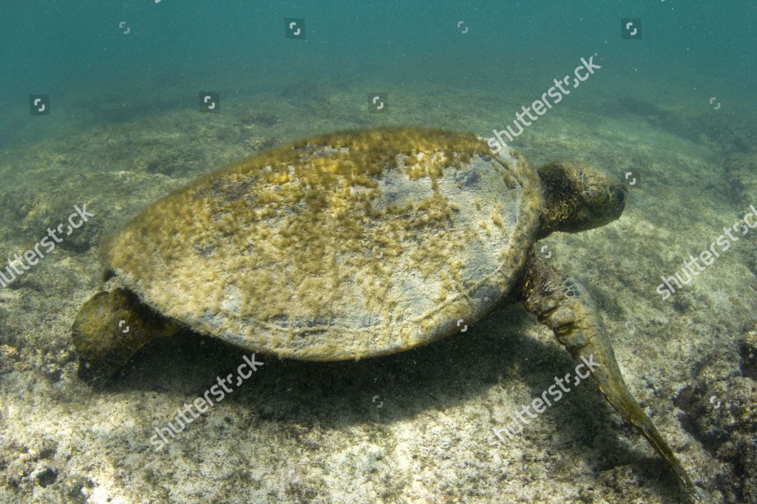 Old Green Sea Turtle Chelonia Mydas Editorial Stock Photo - Stock Image ...