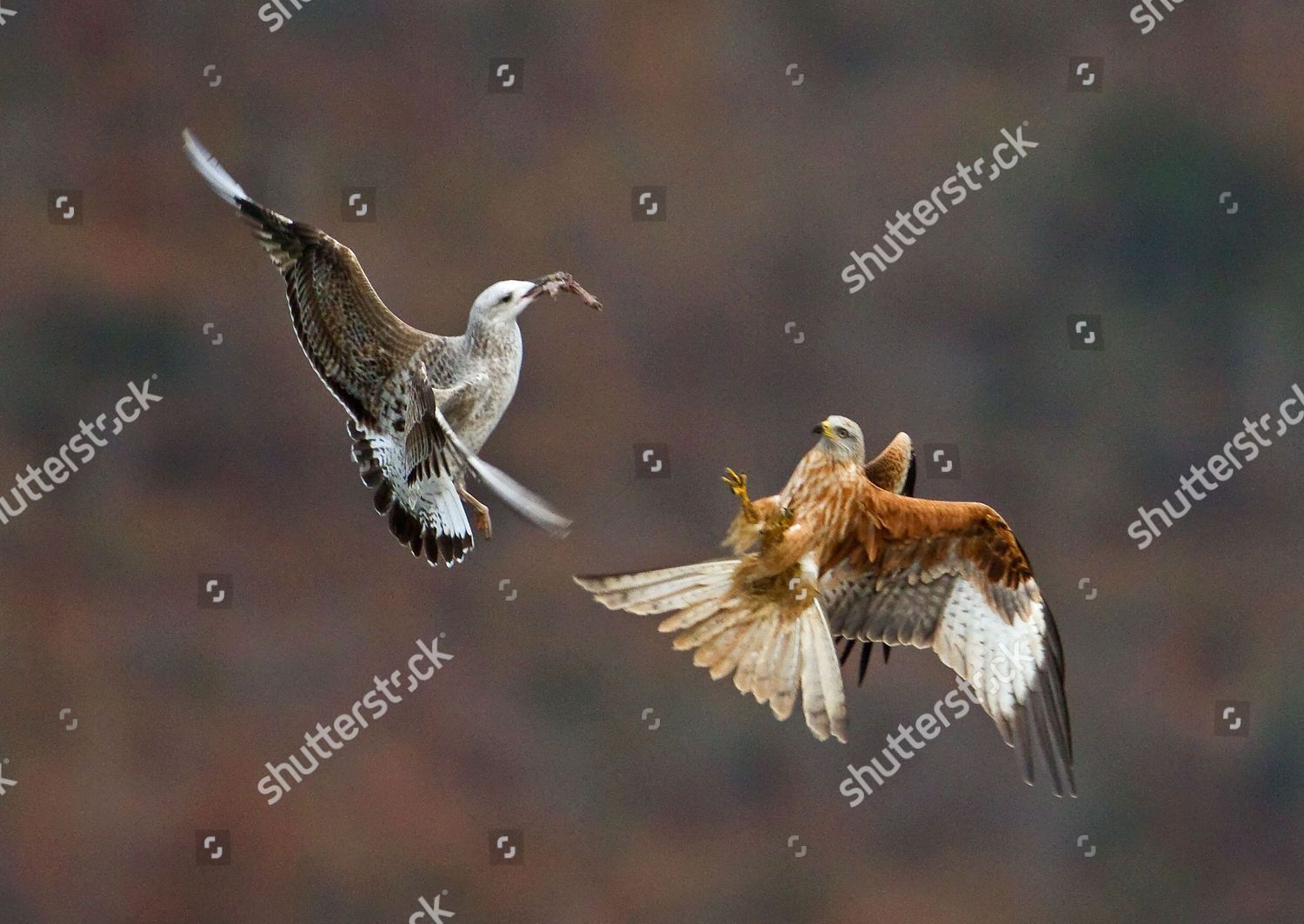 Red Kite Chases Gull Steal Food Editorial Stock Photo - Stock Image |  Shutterstock