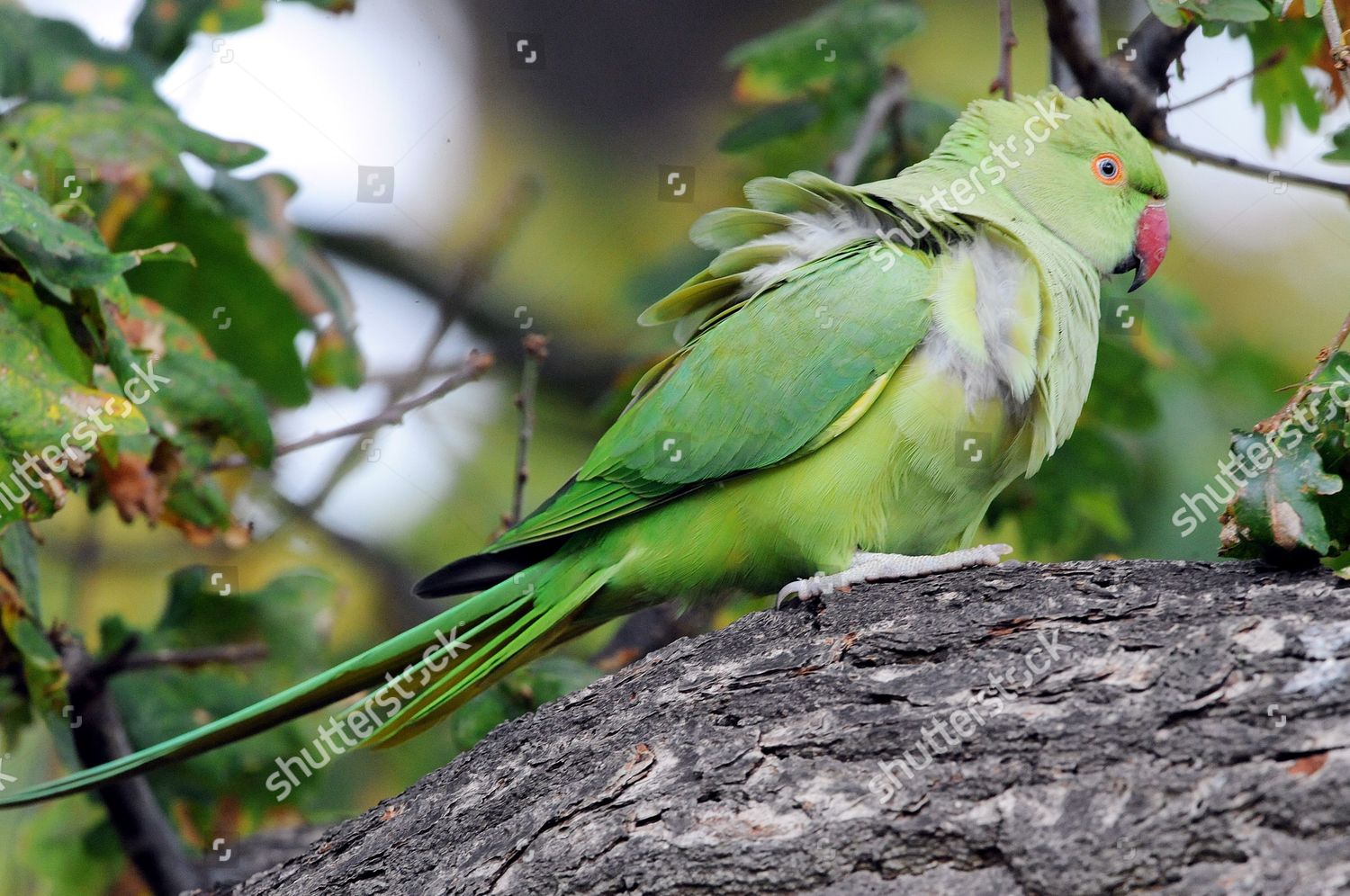 Parakeets Nesting Oak Trees Bushy Park Editorial Stock Photo Stock