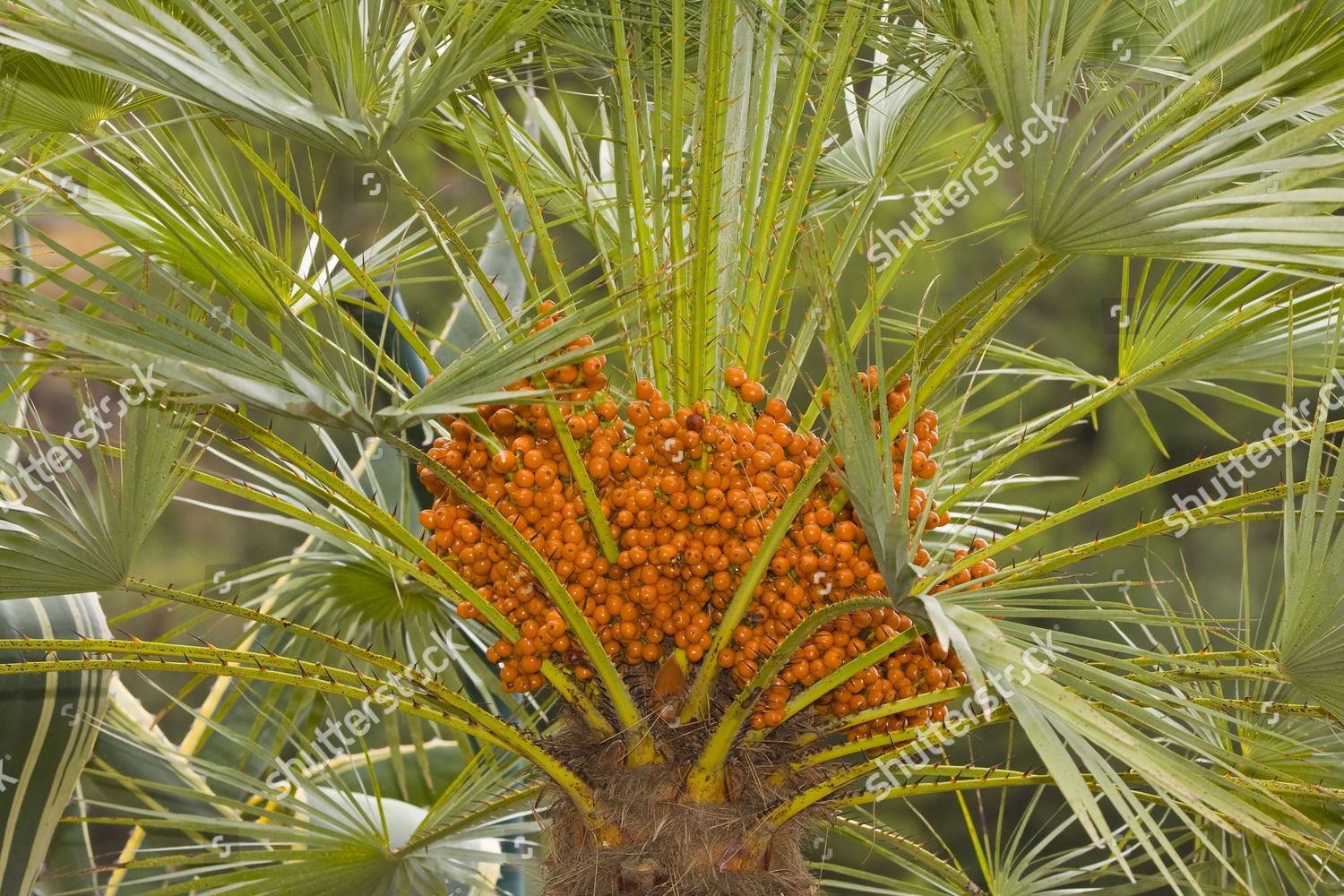 Canary Island Date Palm Phoenix Canariensis Editorial Stock Photo ...