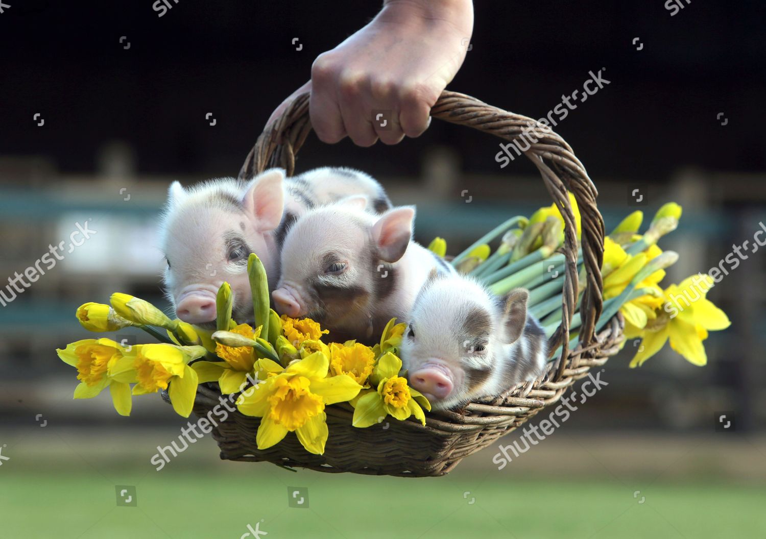 newborn teacup pigs