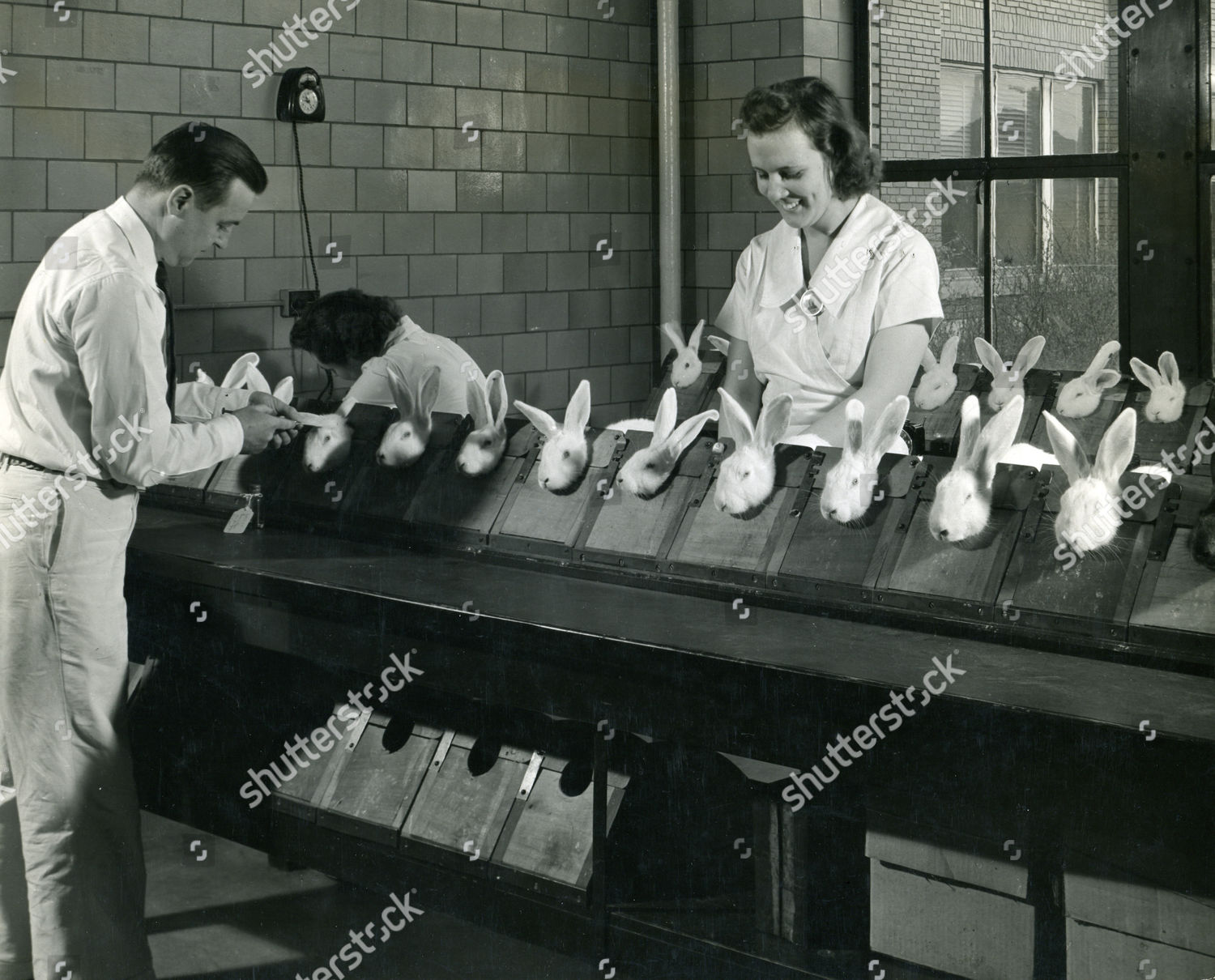 1950 Using Rabbits Test Penicillin Has Editorial Stock Photo Stock