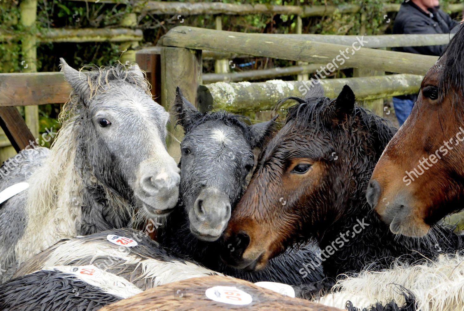 Dartmoor Ponies Sale Editorial Stock Photo Stock Image Shutterstock