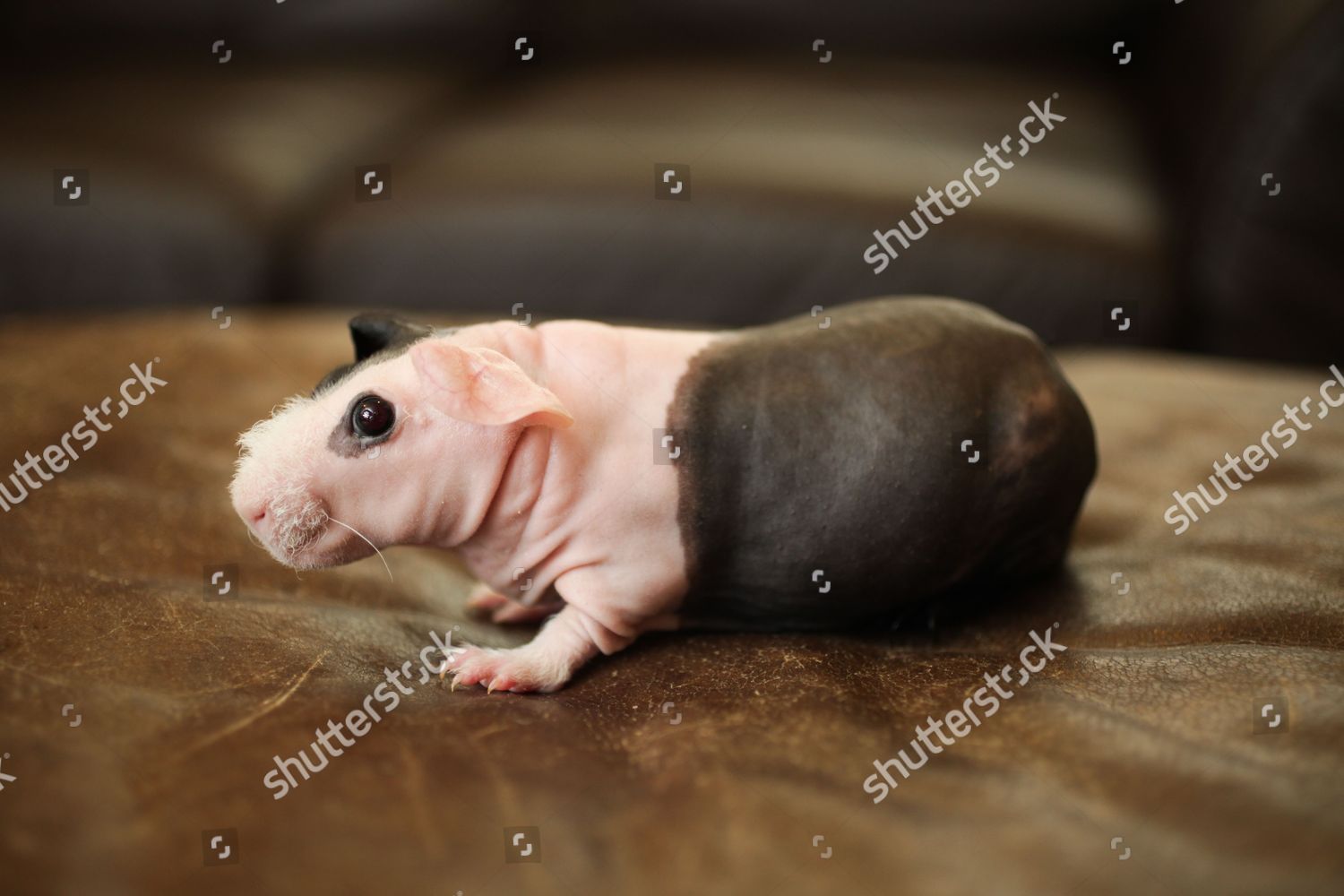 Skinny Pig Editorial Stock Photo Stock Image Shutterstock Shutterstock Editorial