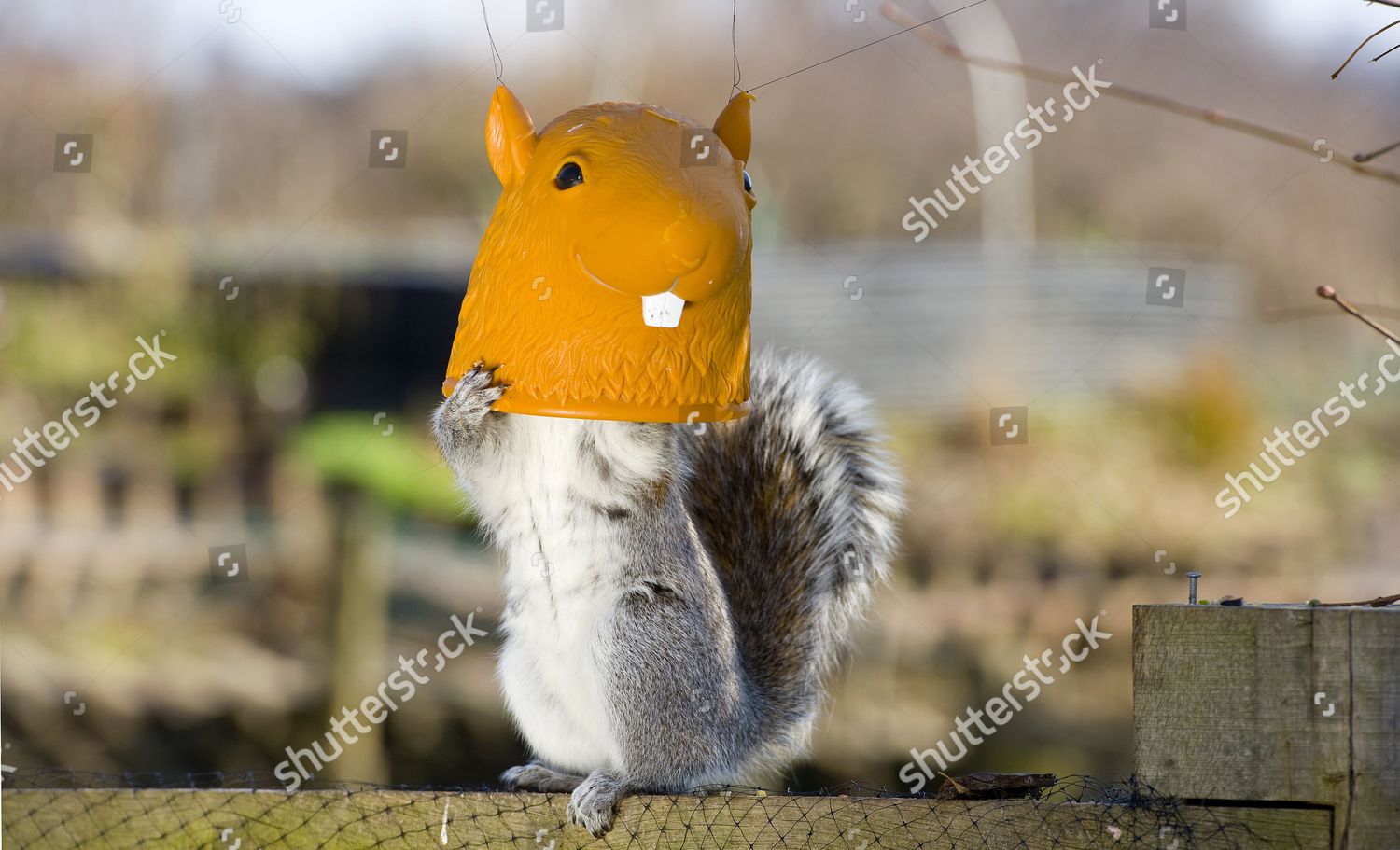 Squirrel Head Feeder Editorial Stock Photo Stock Image