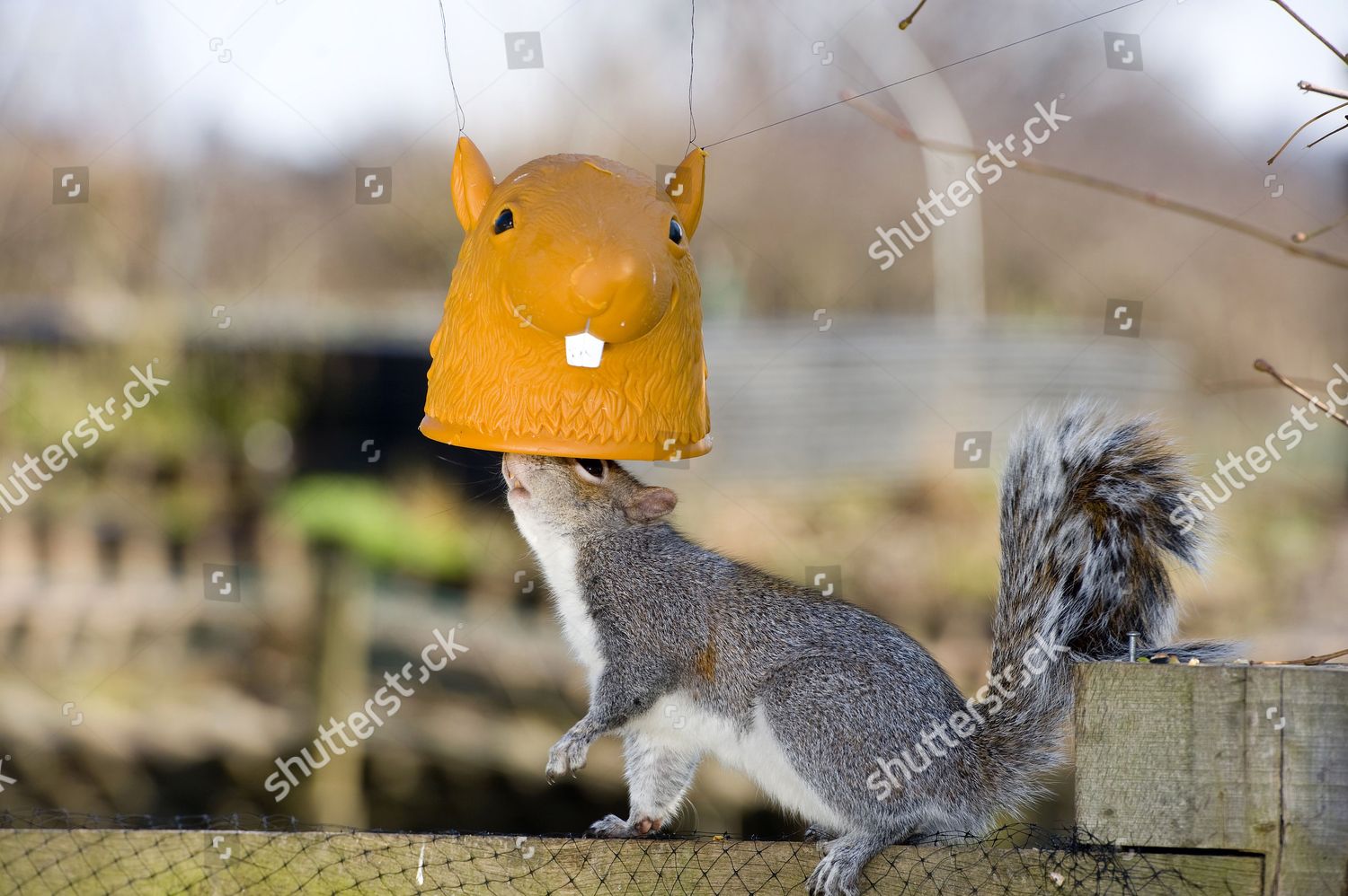 Squirrel Examines Feeder Editorial Stock Photo Stock Image